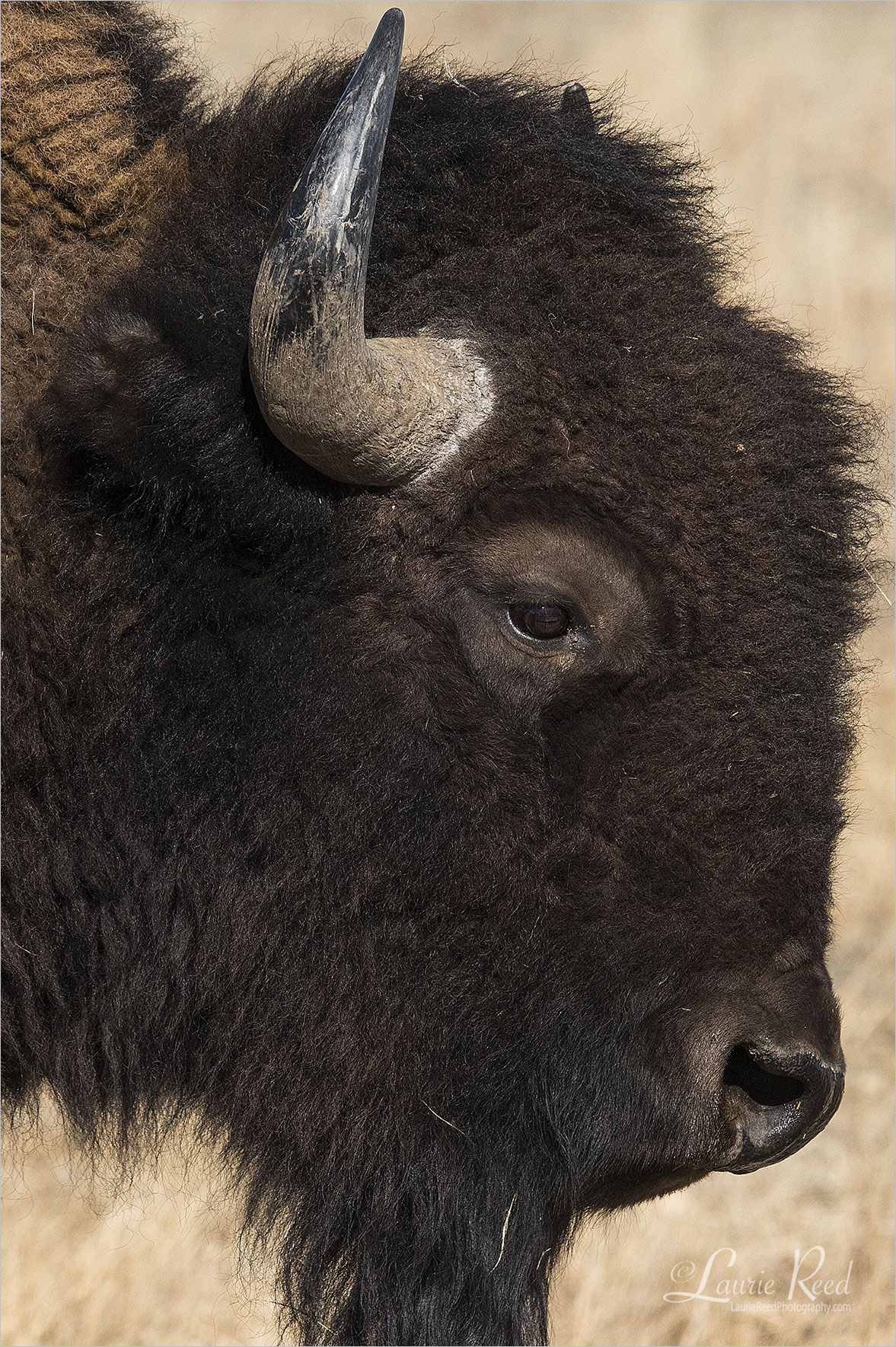 © Laurie Reed Photography