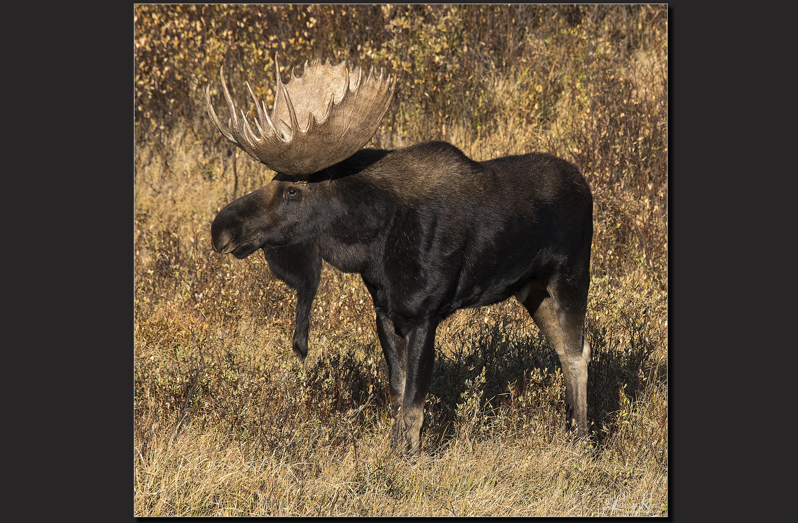 © Laurie Reed Photography