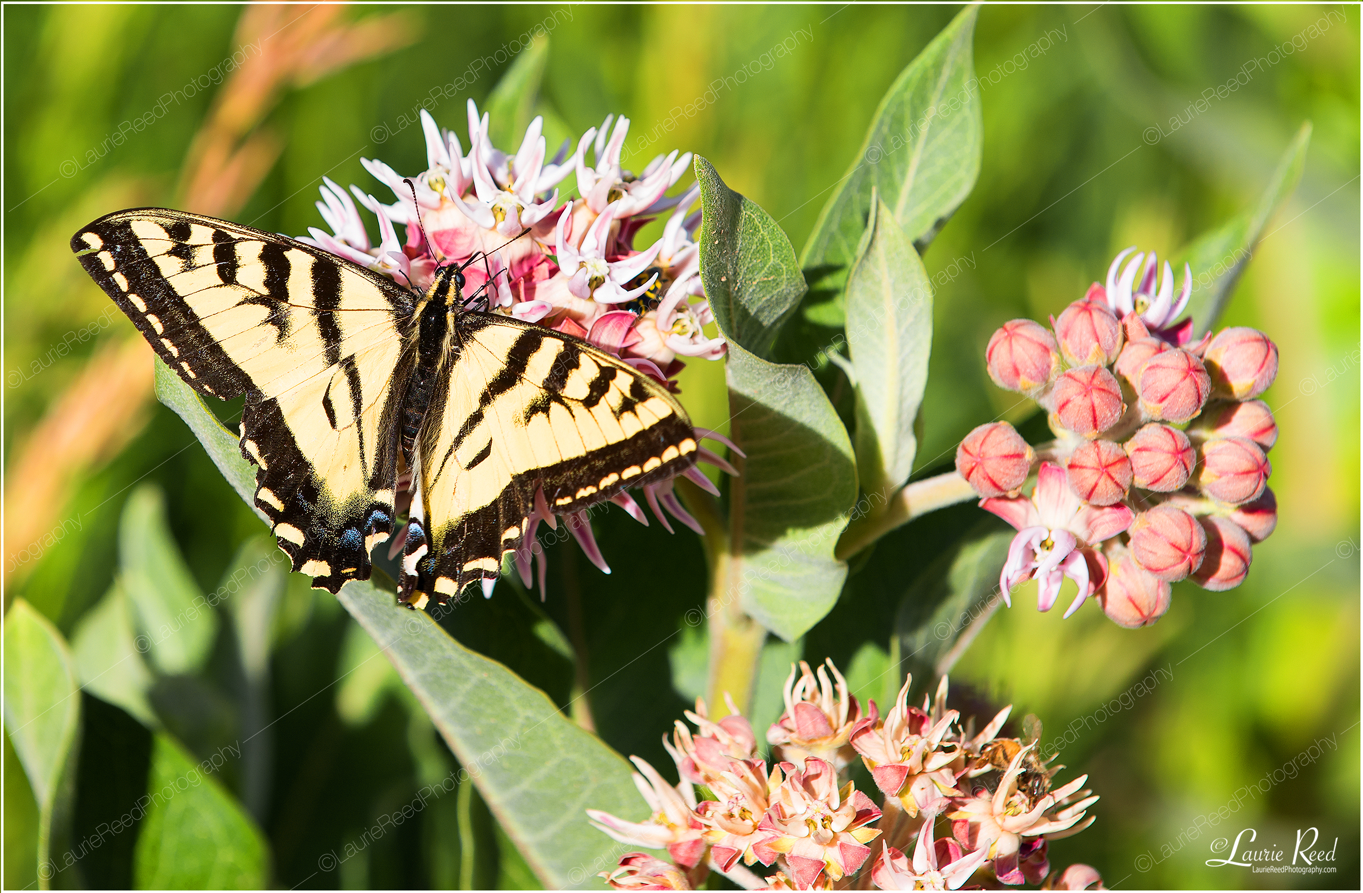 Butterfly-Swallowtail-Milkweed © Laurie Reed Photography