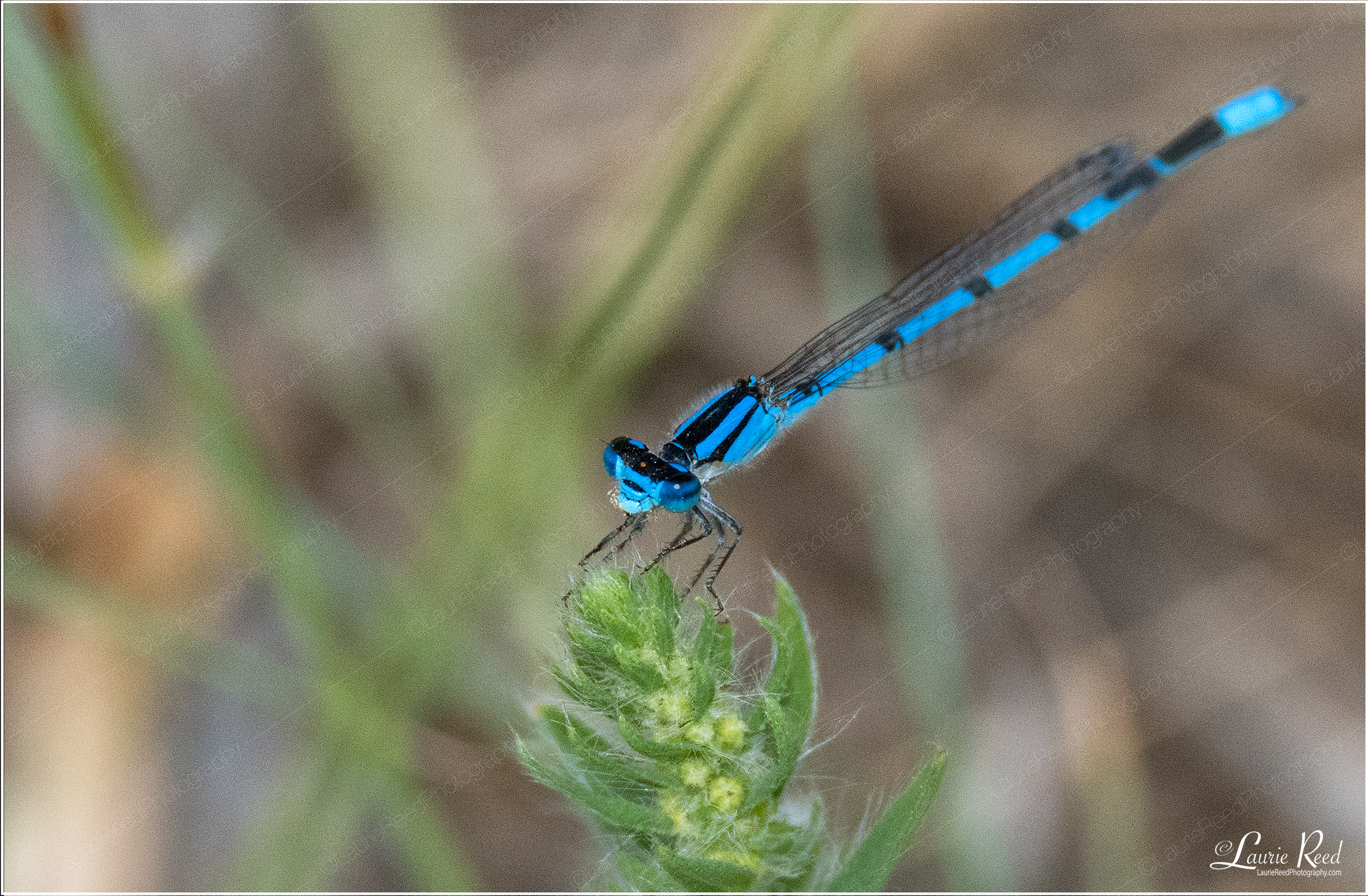Common Blue Damselfly © Laurie Reed Photography