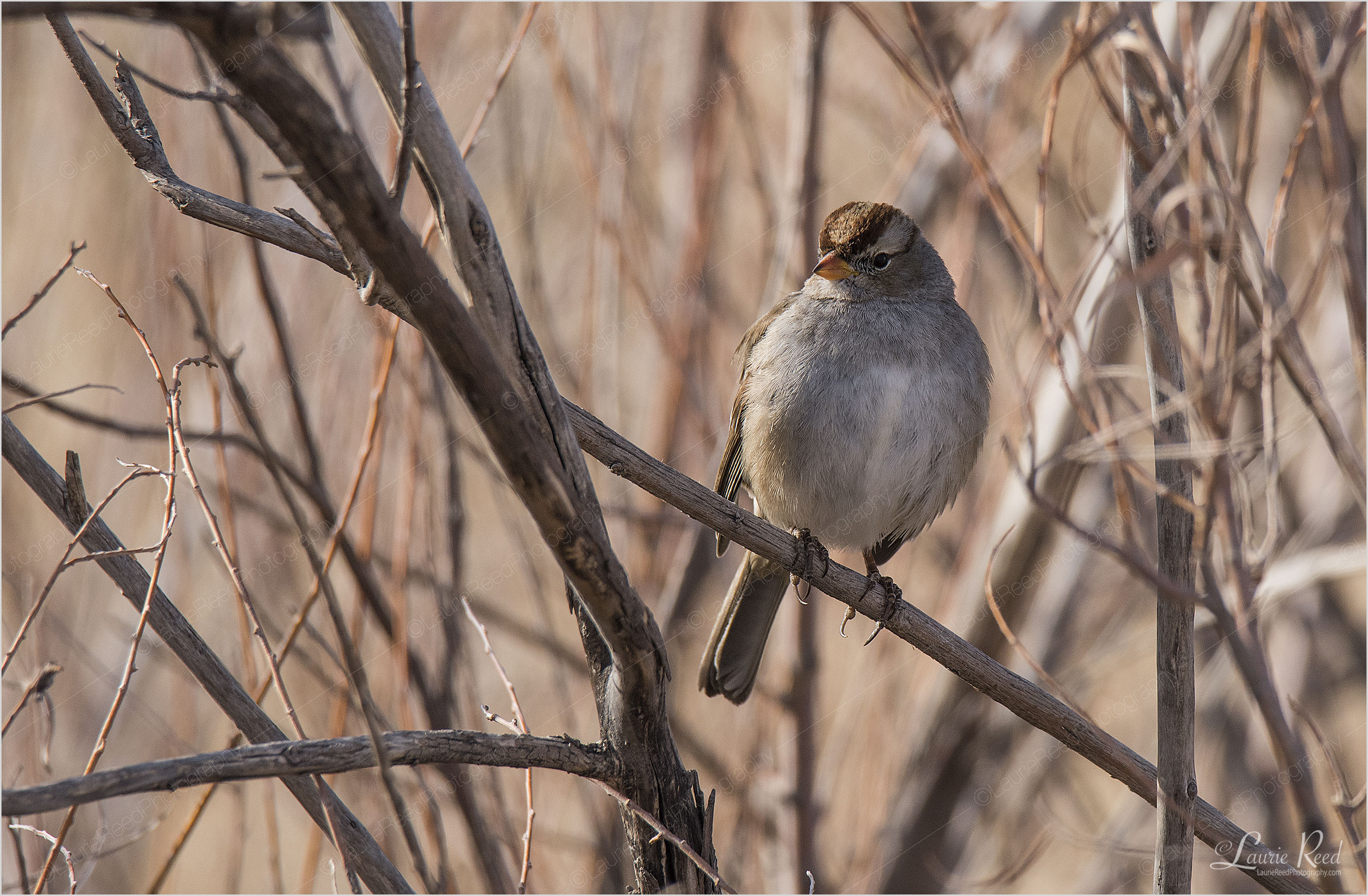 © Laurie Reed Photography