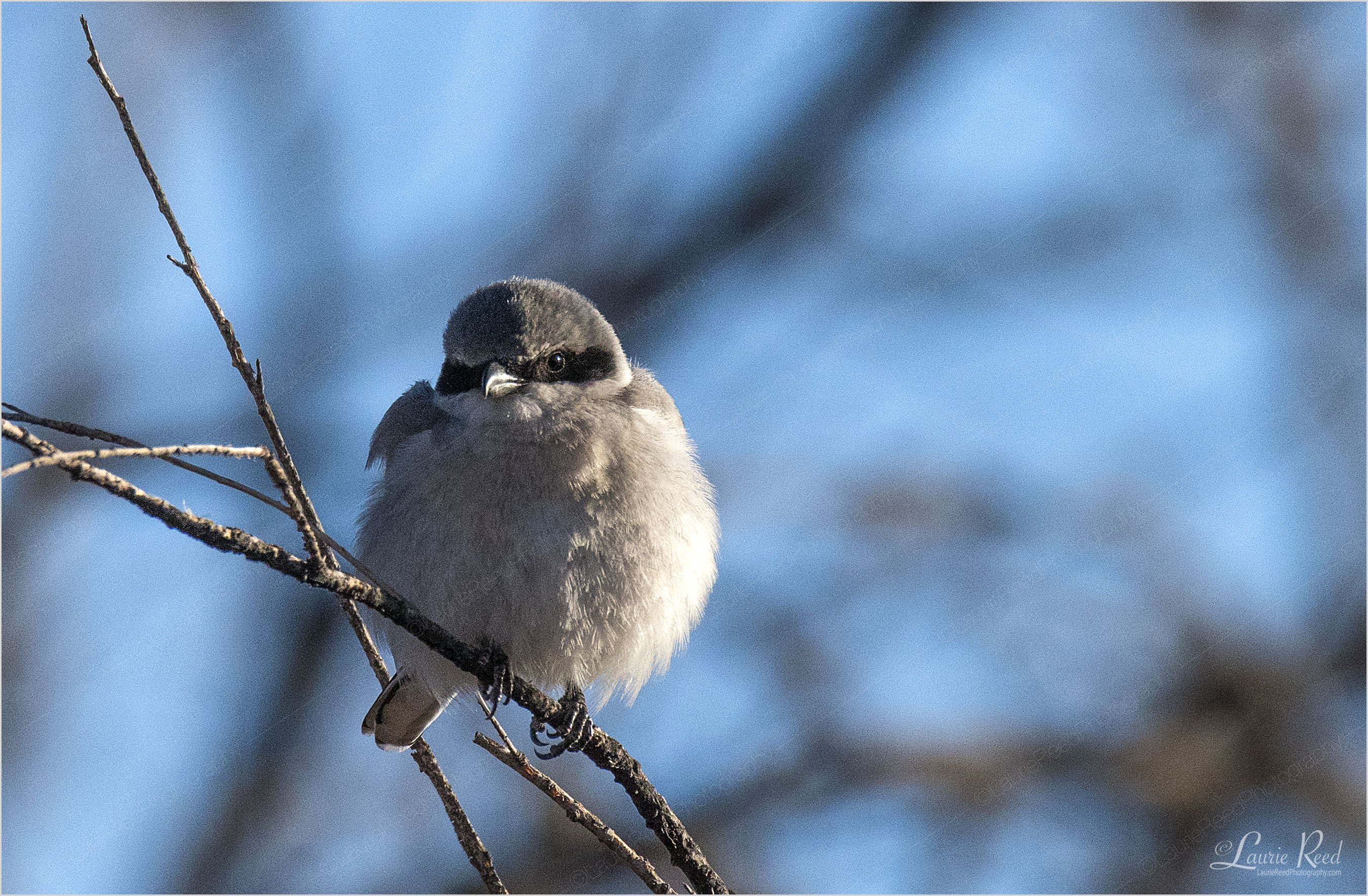 © Laurie Reed Photography