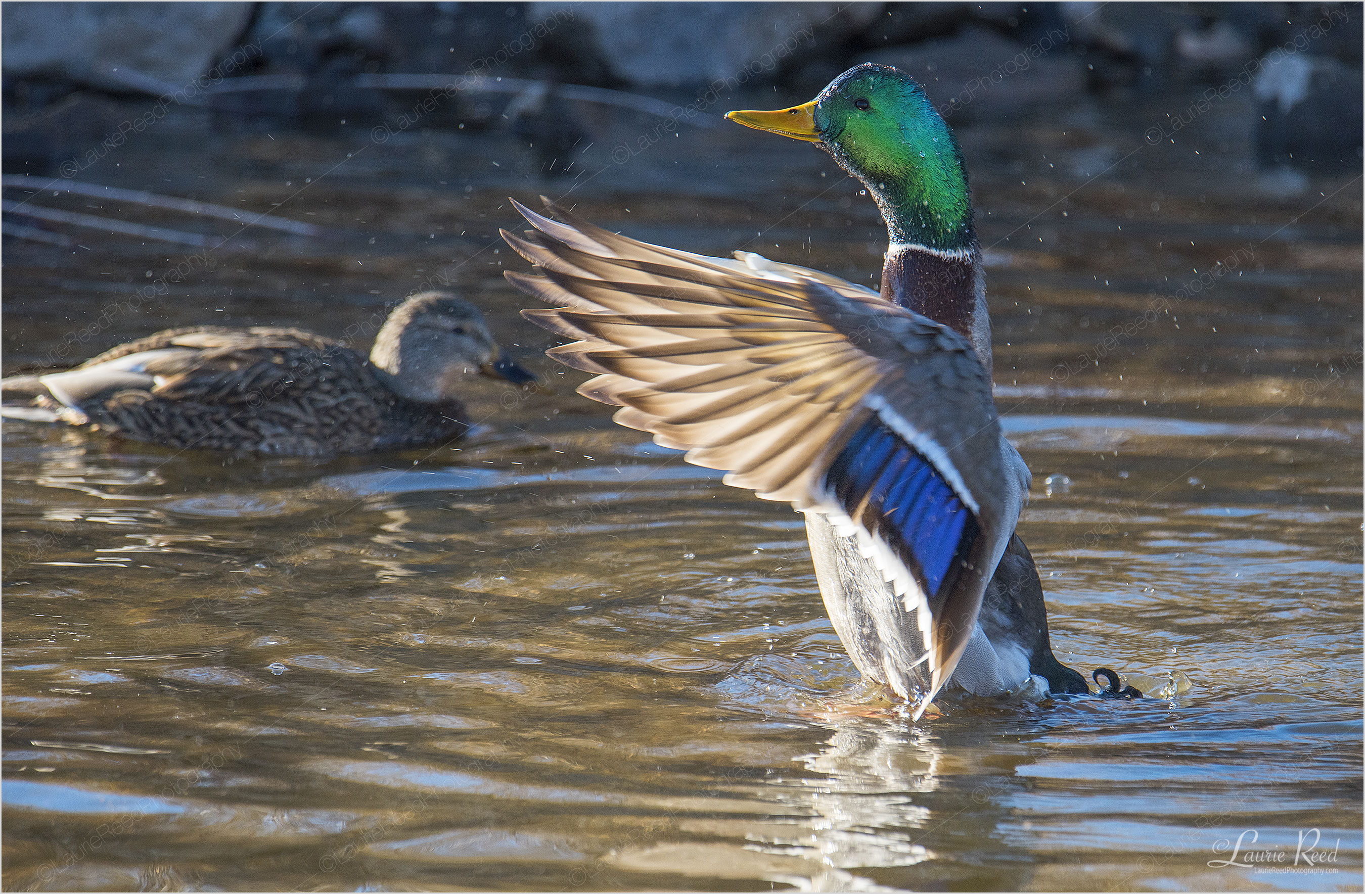 © Laurie Reed Photography