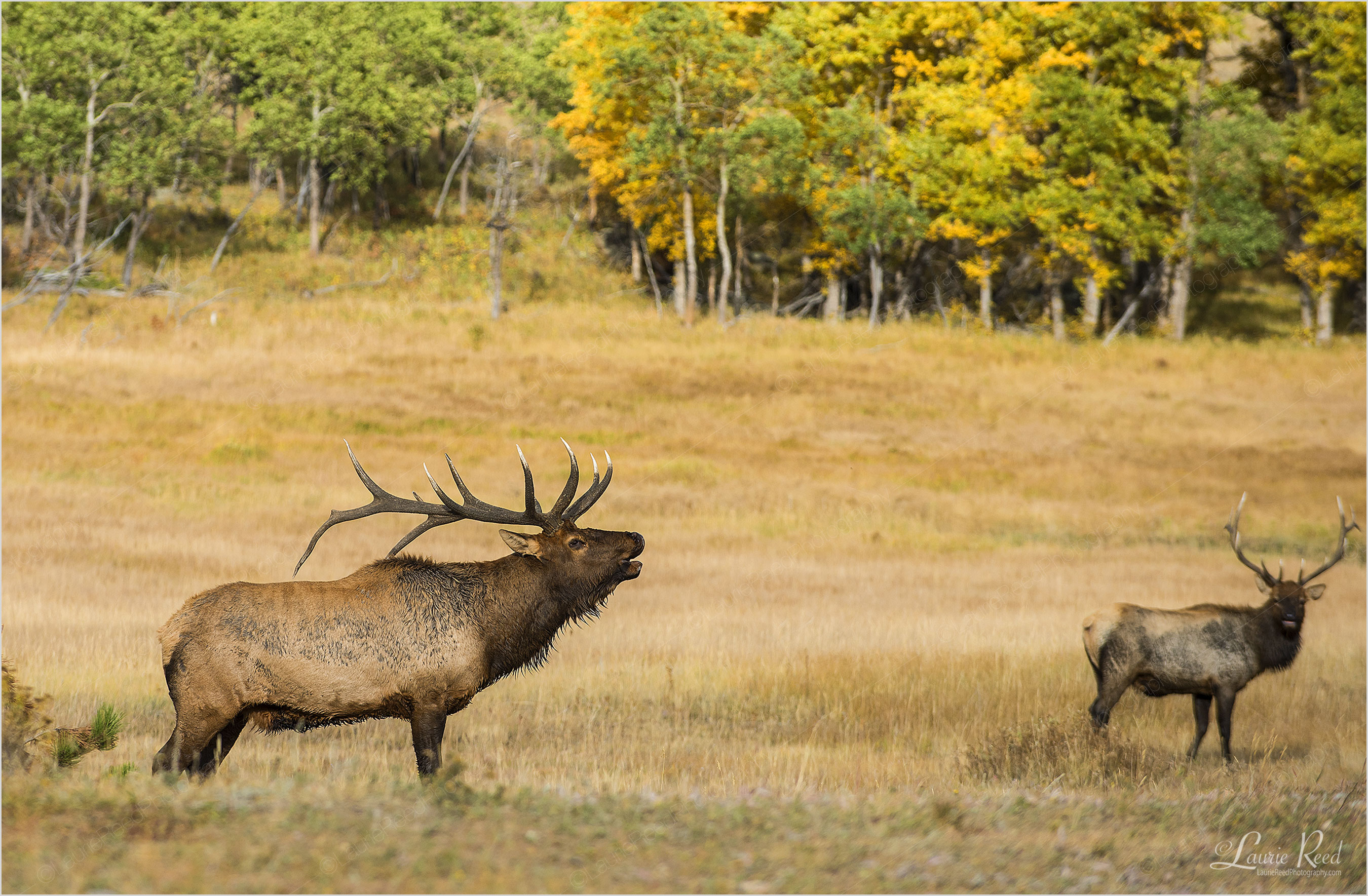 © Laurie Reed Photography