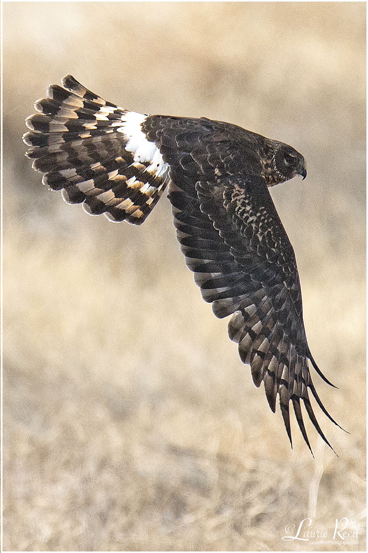 Female Northern Harrier © Laurie Reed Photography
