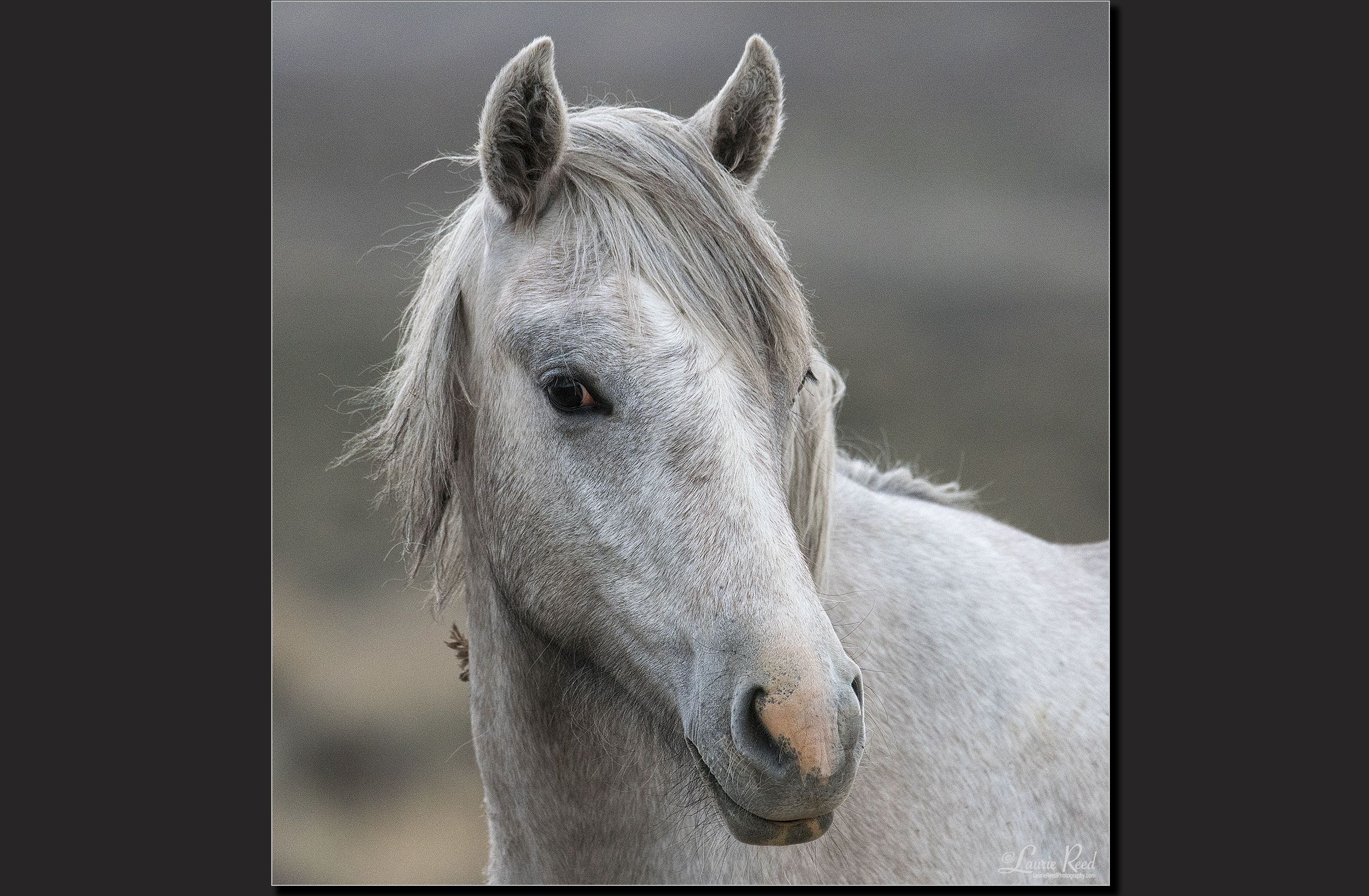 © Laurie Reed Photography