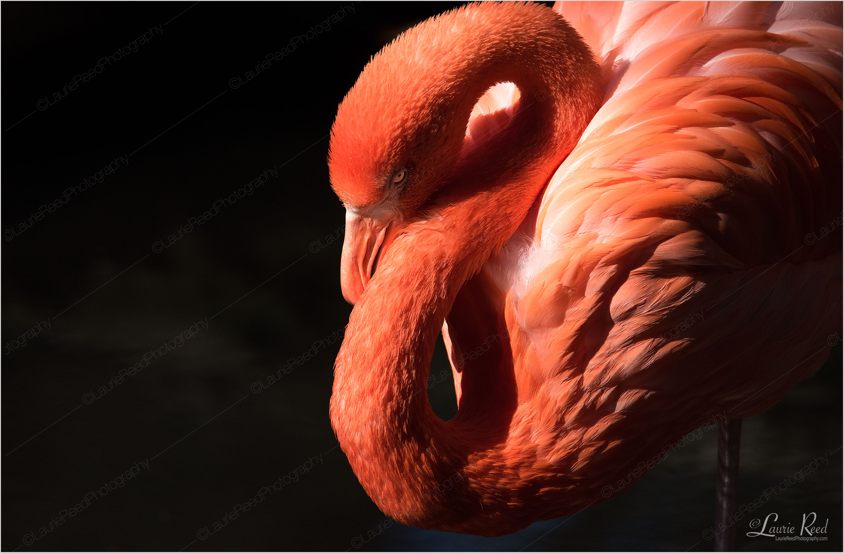 © Laurie Reed Photography