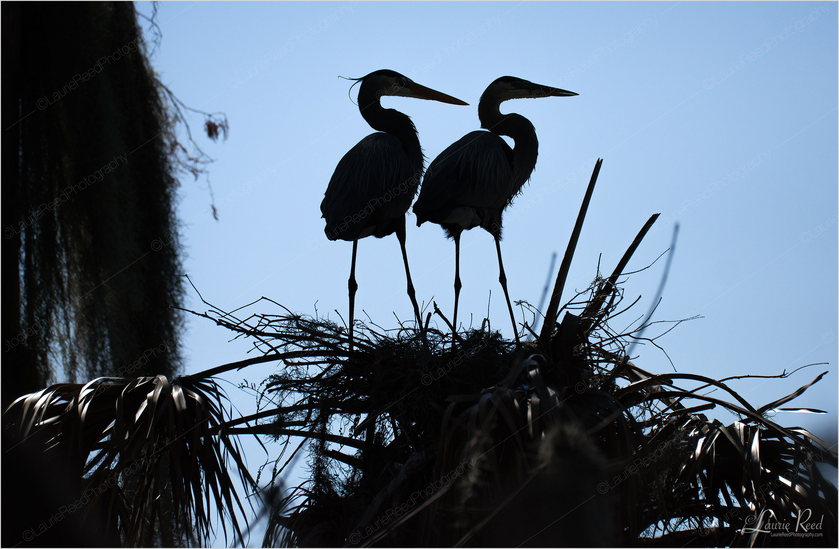 © Laurie Reed Photography