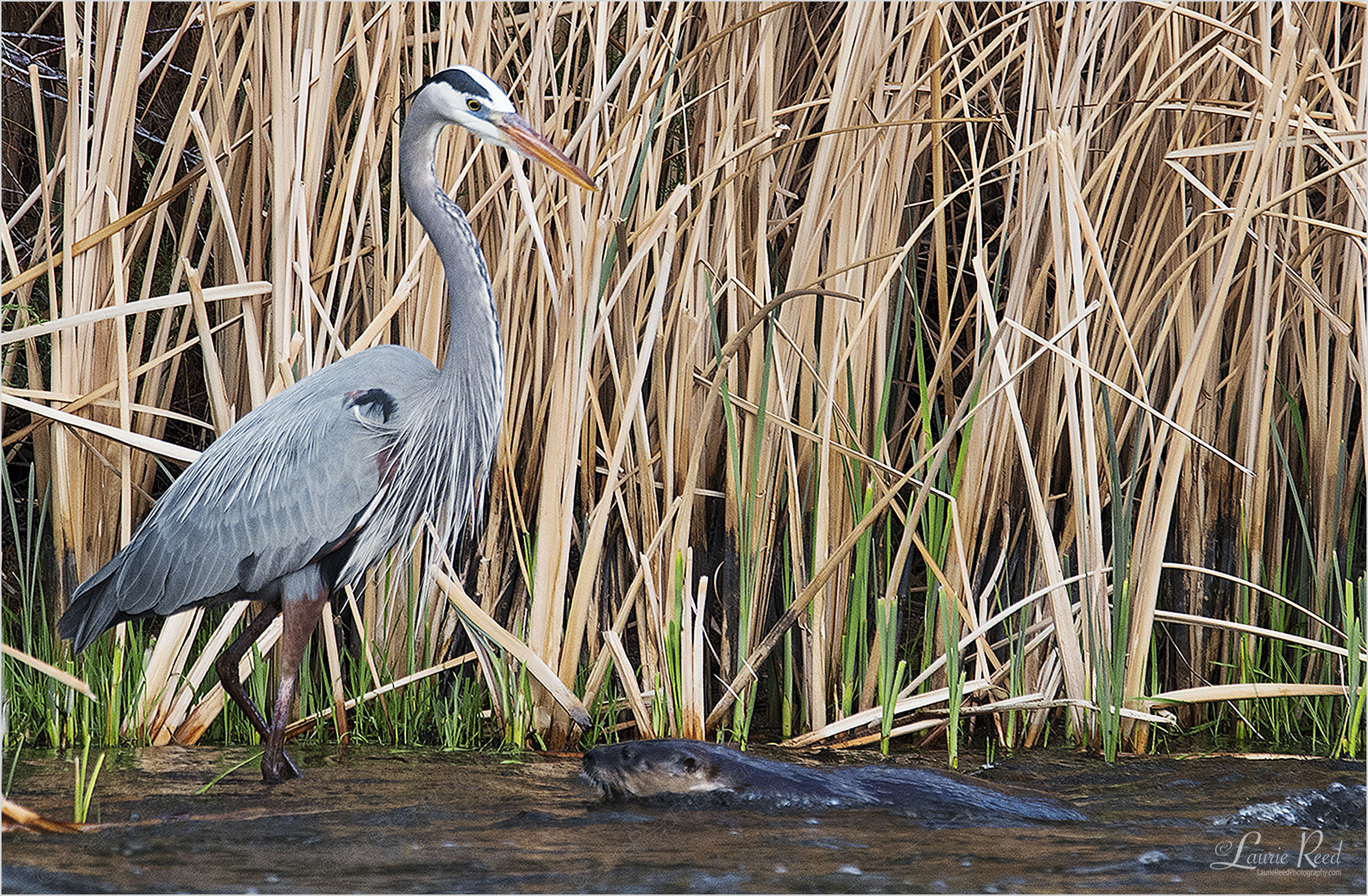 © Laurie Reed Photography