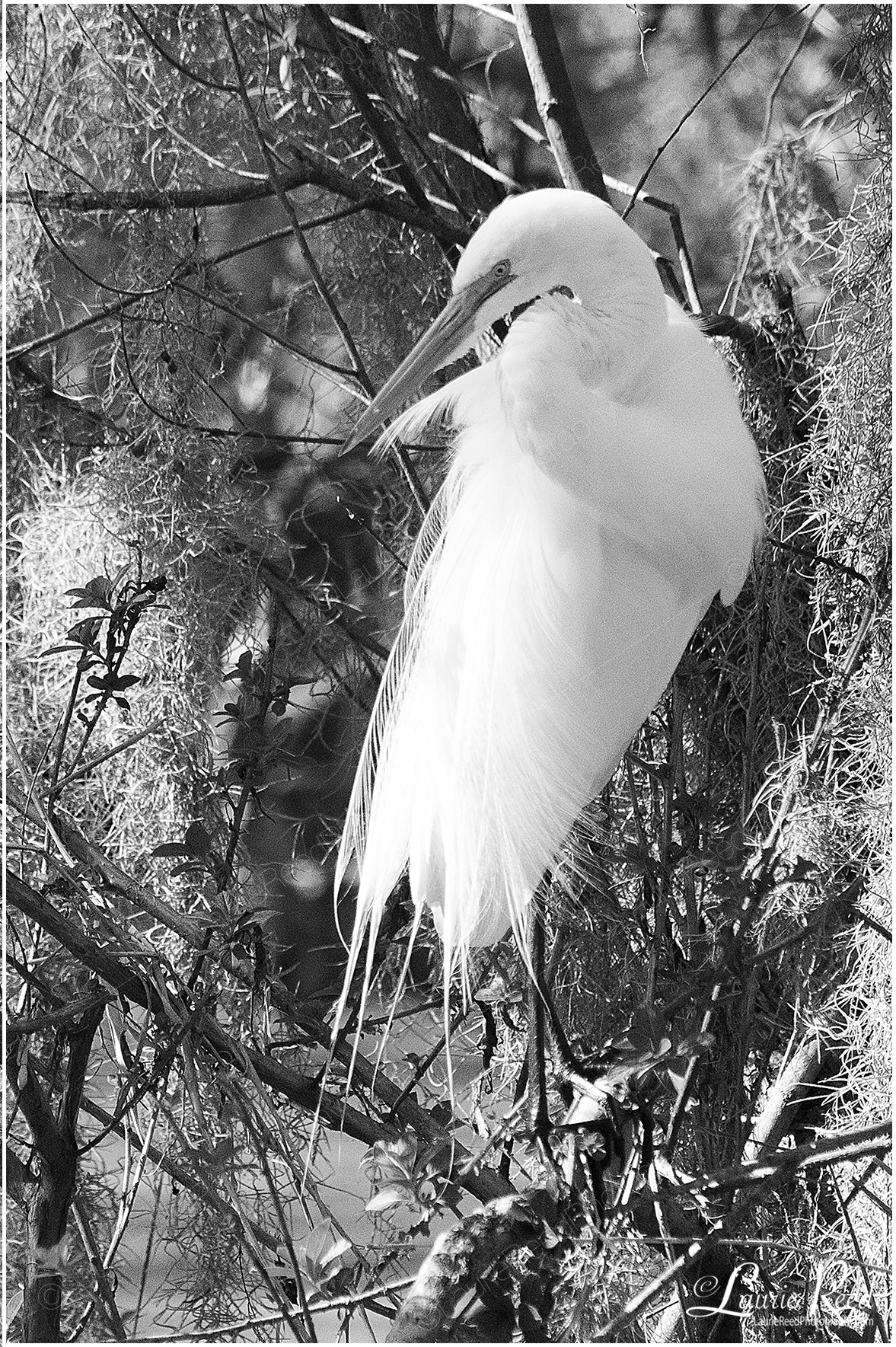 Great Egret © Laurie Reed Photography