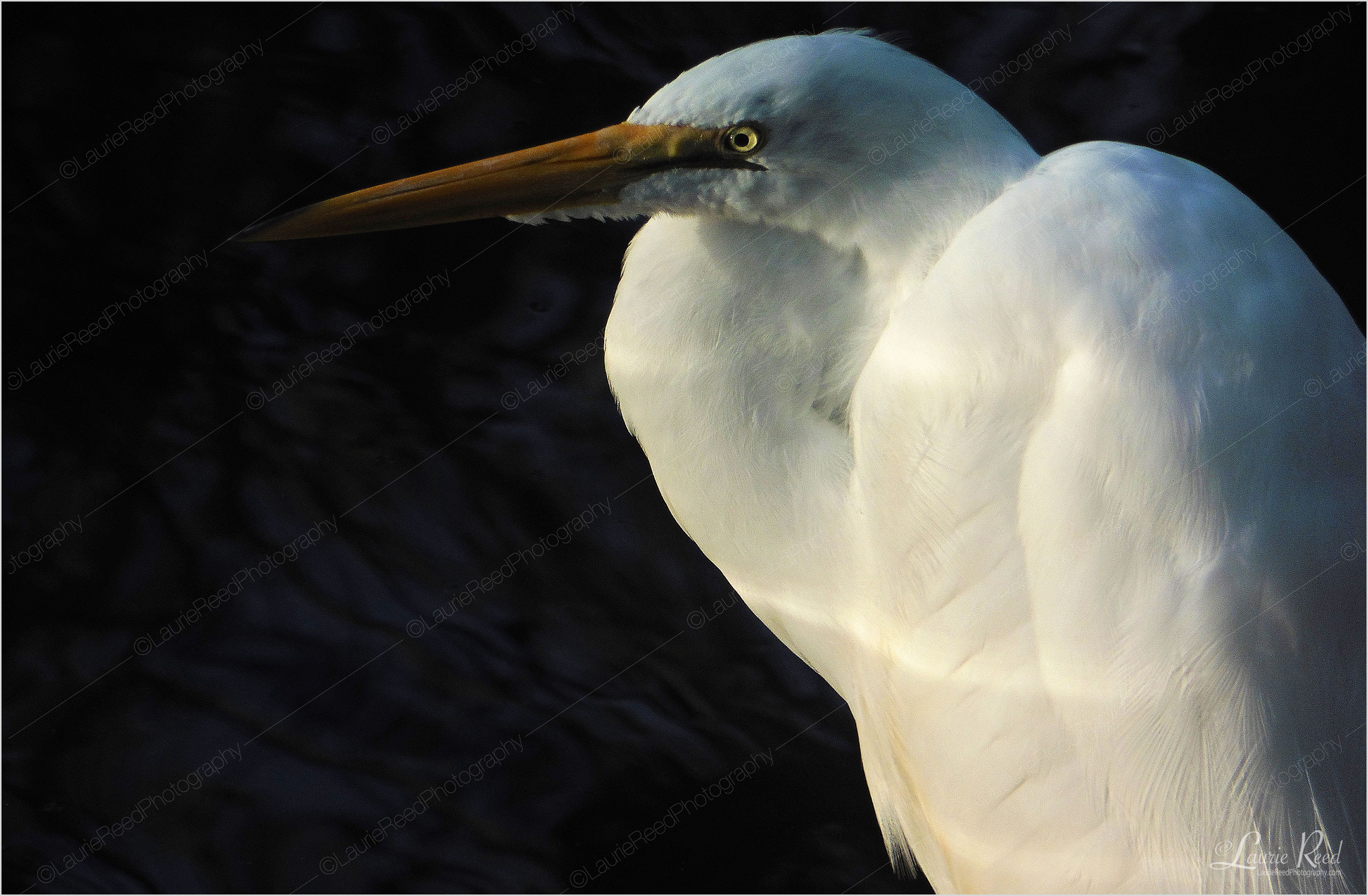 © Laurie Reed Photography