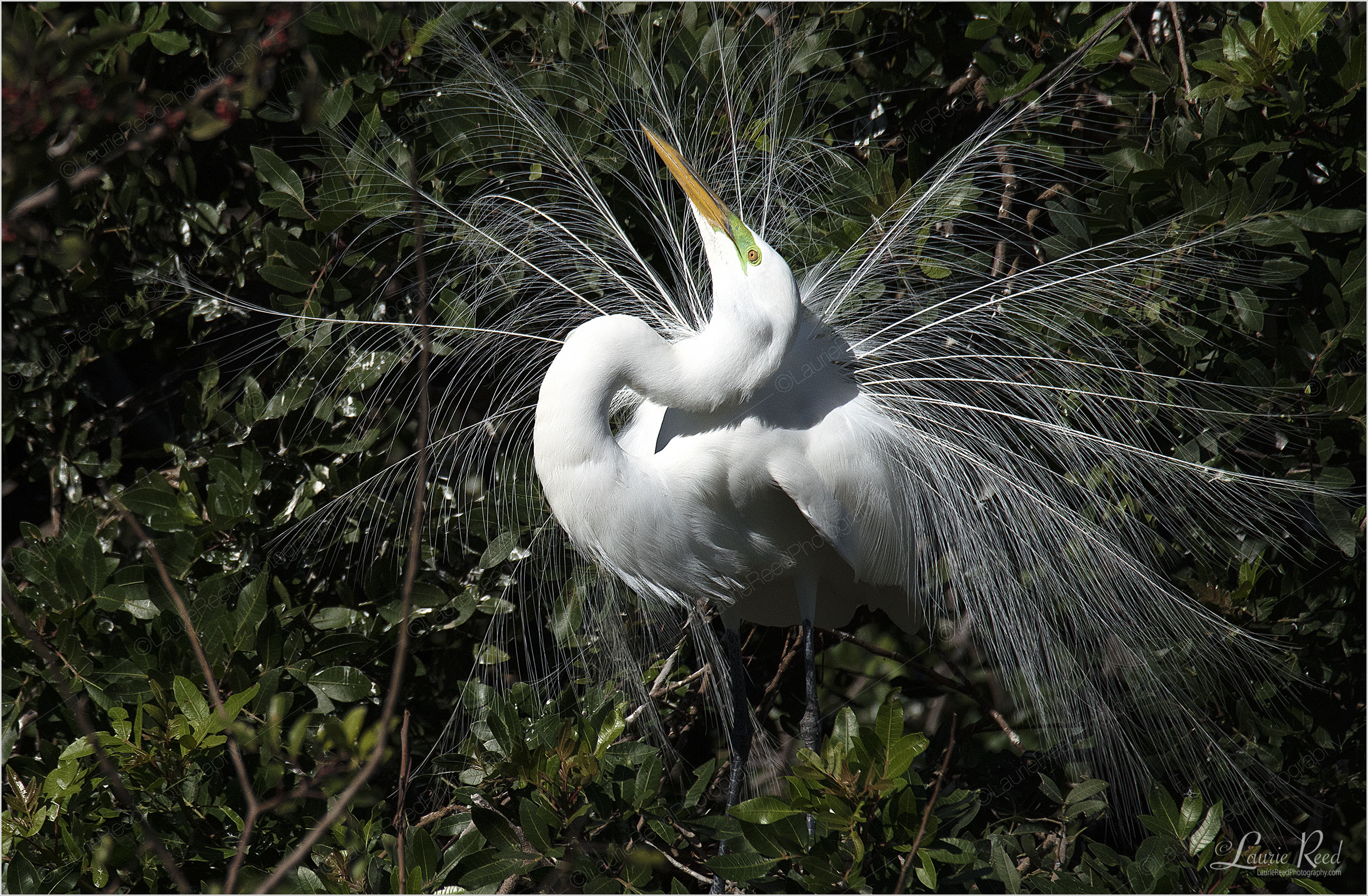 Wildlife Photography | Laurie Reed Photography