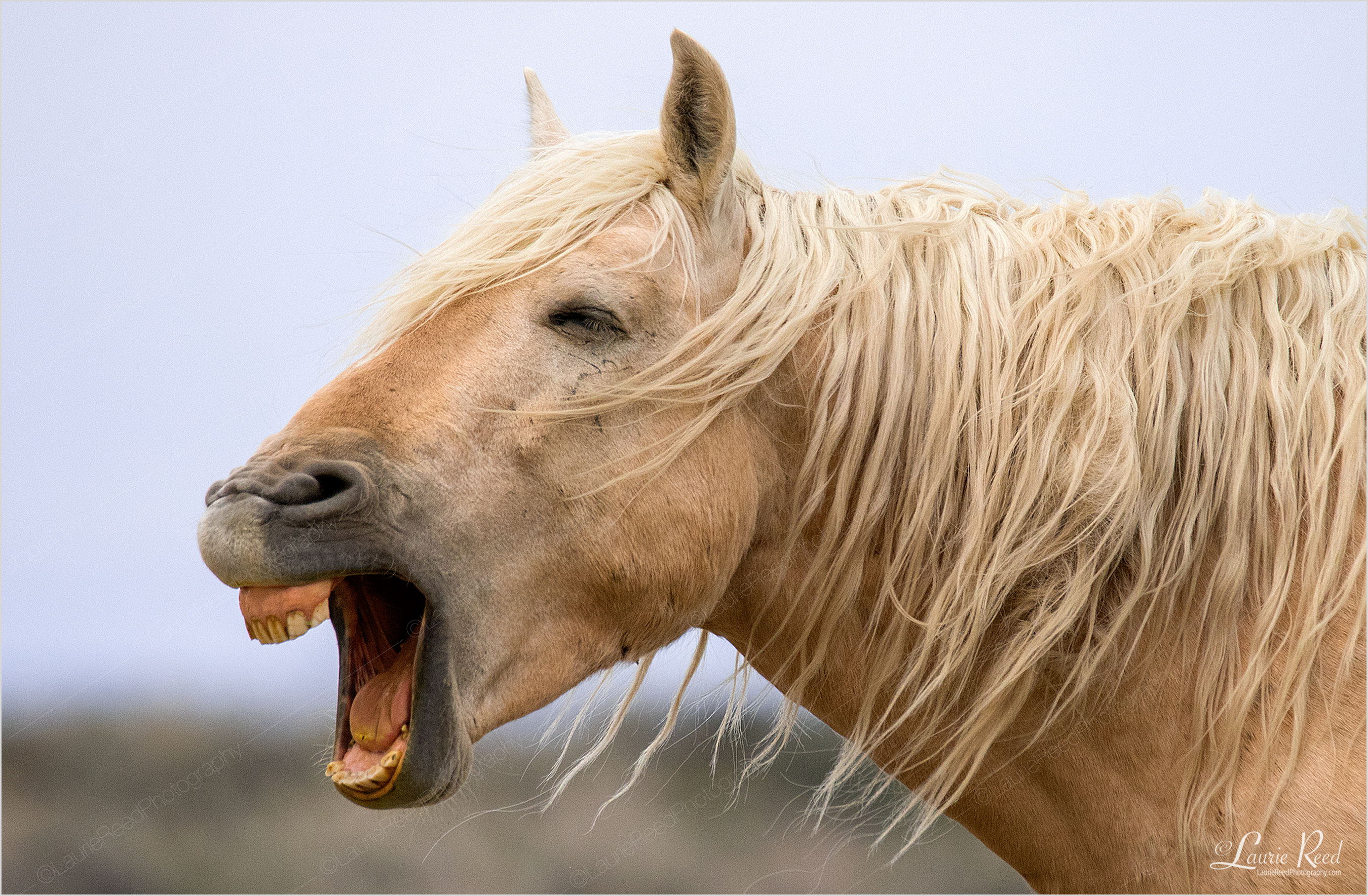 © Laurie Reed Photography