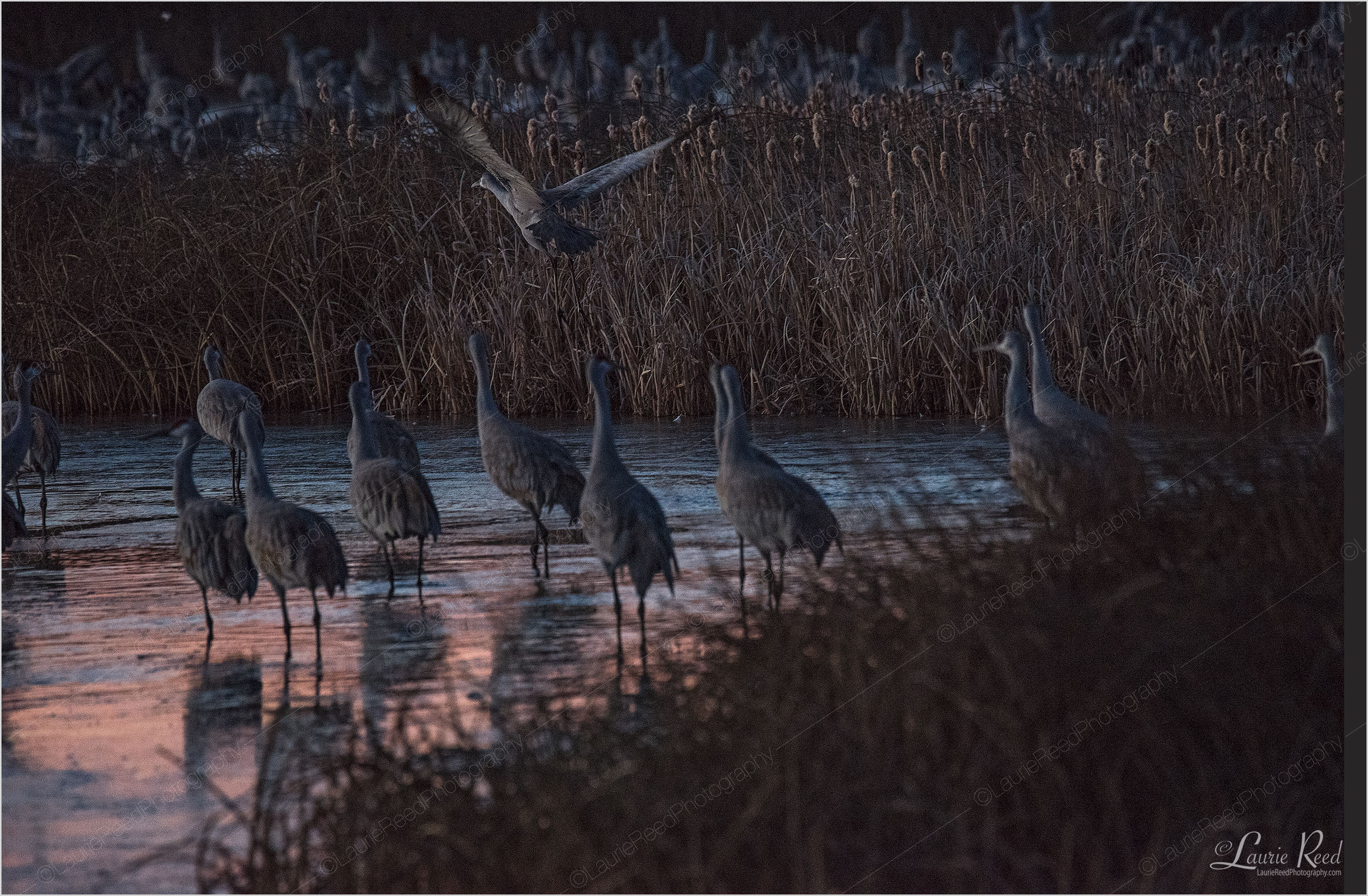 © Laurie Reed Photography