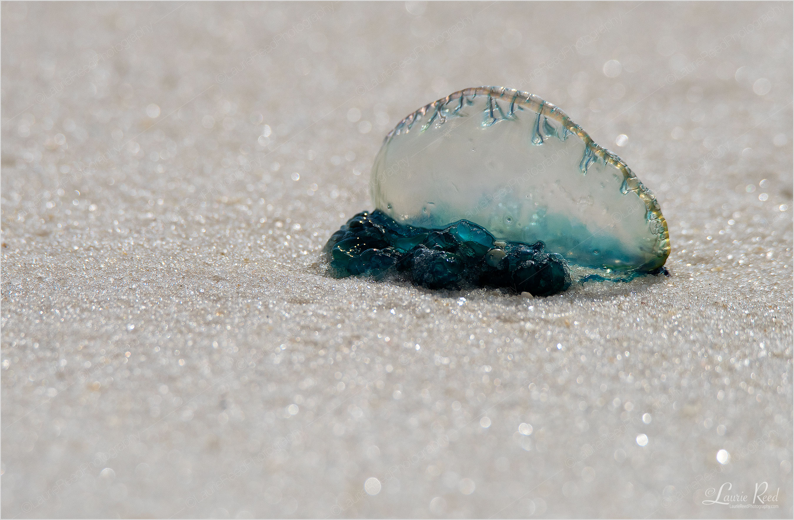 © Laurie Reed Photography