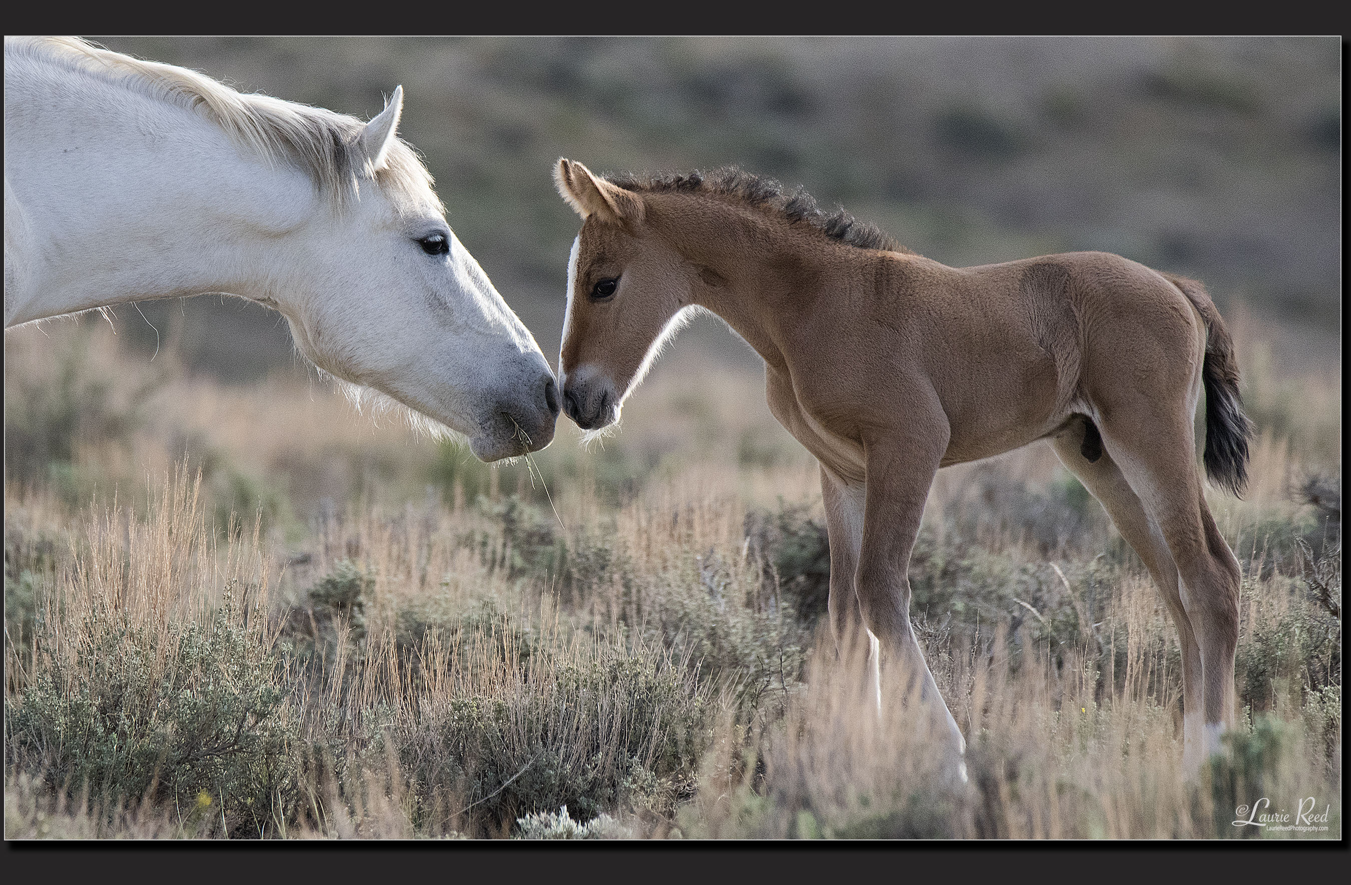 © Laurie Reed Photography
