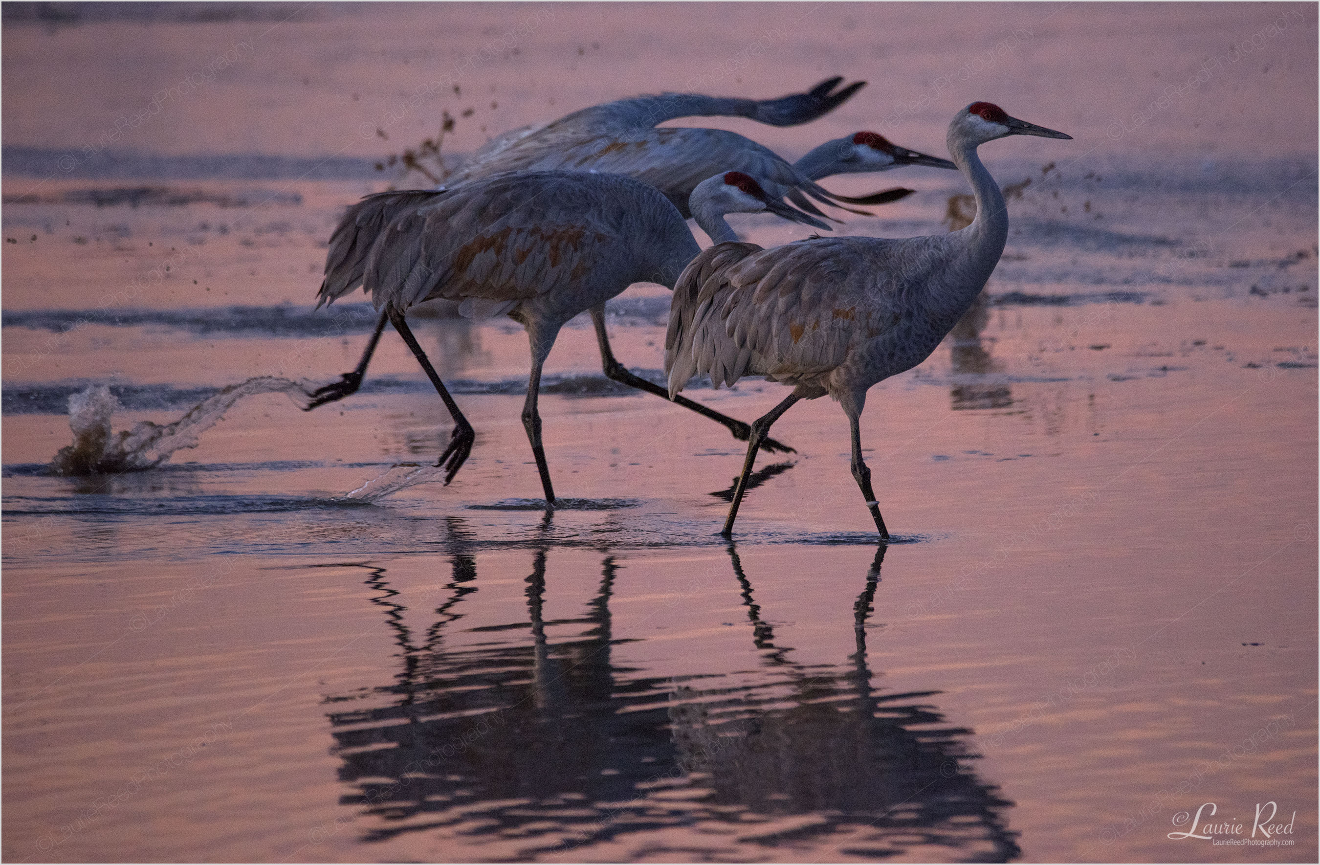 © Laurie Reed Photography