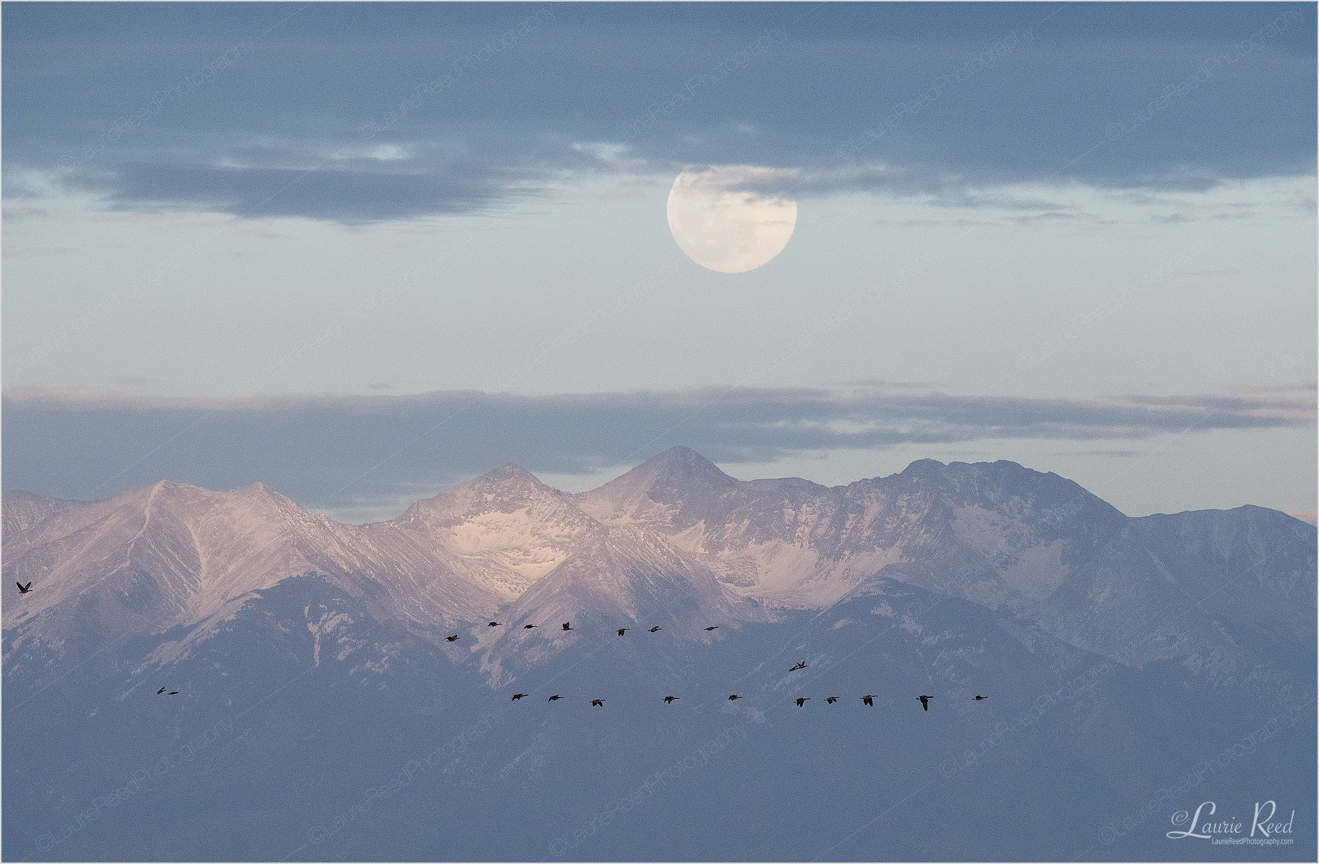 © Laurie Reed Photography