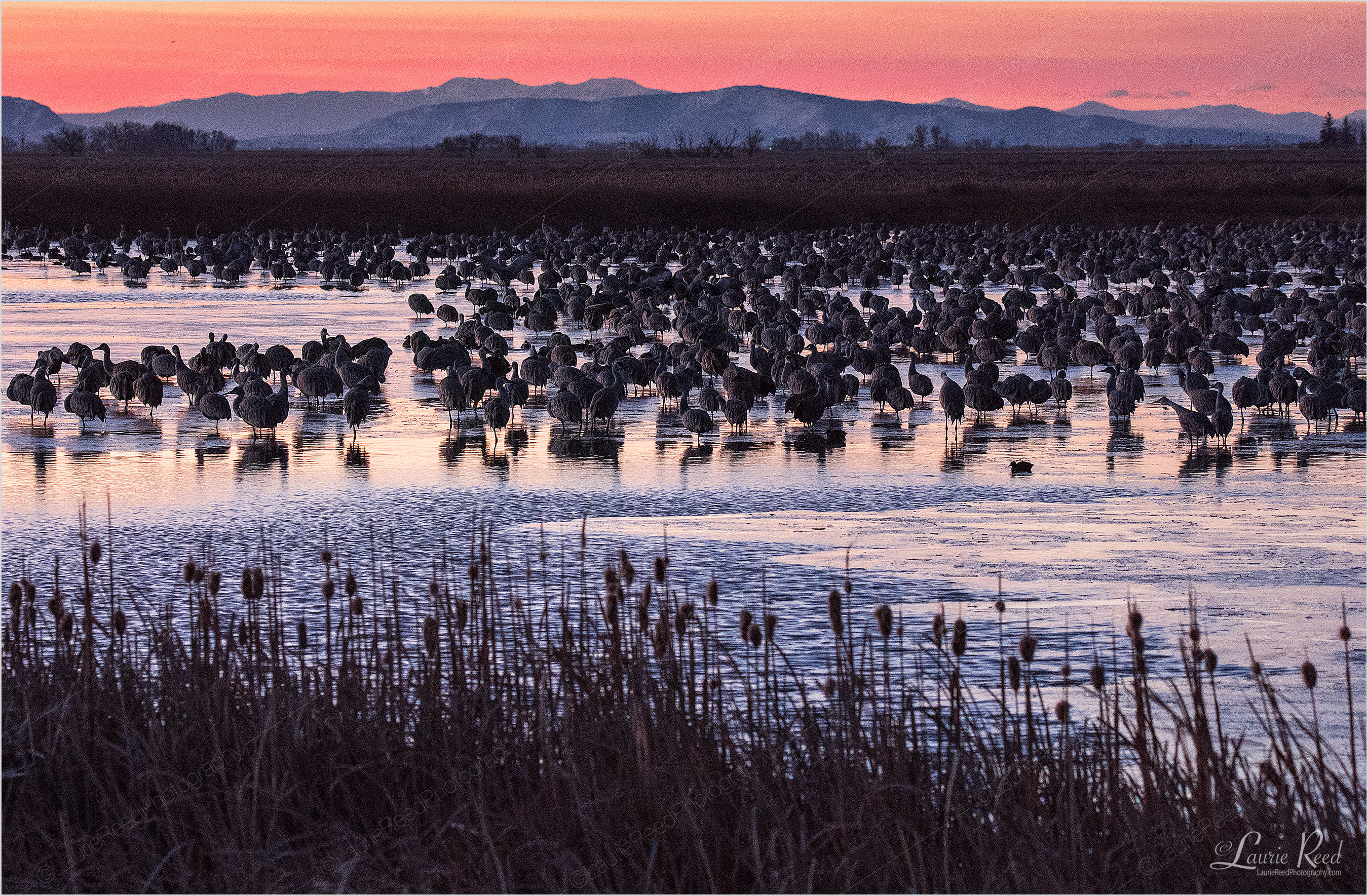 © Laurie Reed Photography