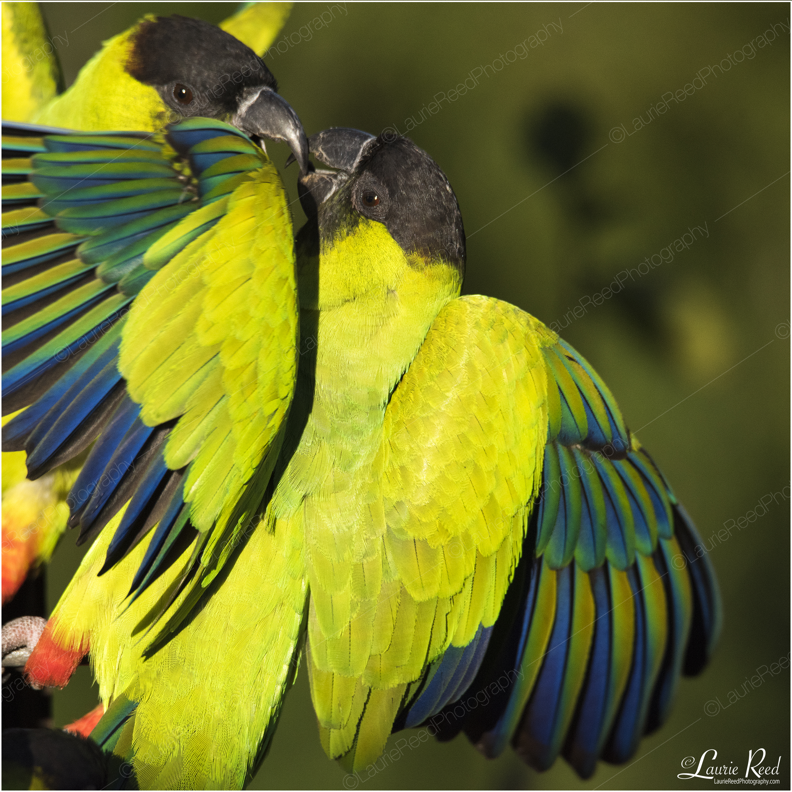 I'll Have What She's Having © Laurie Reed Photography