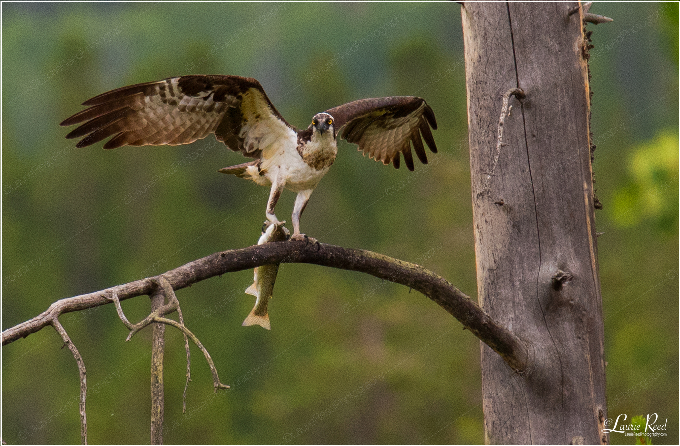 Osprey With Fish © Laurie Reed Photography