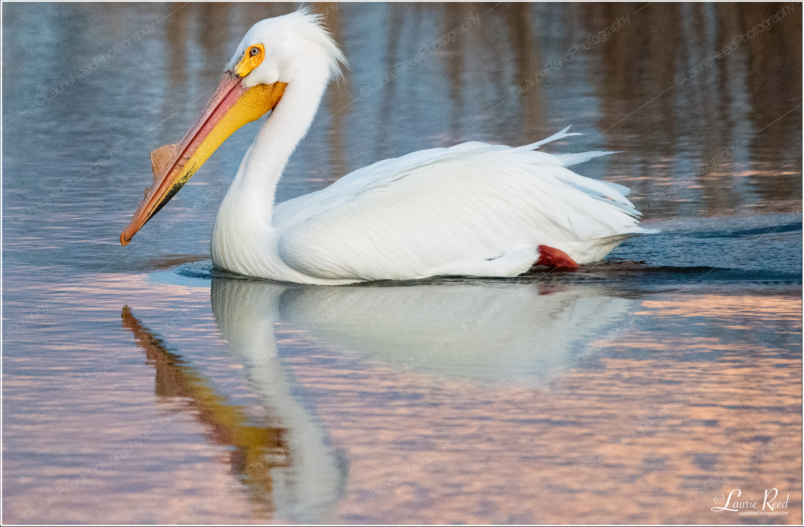 Pelican Pastel © Laurie Reed Photography