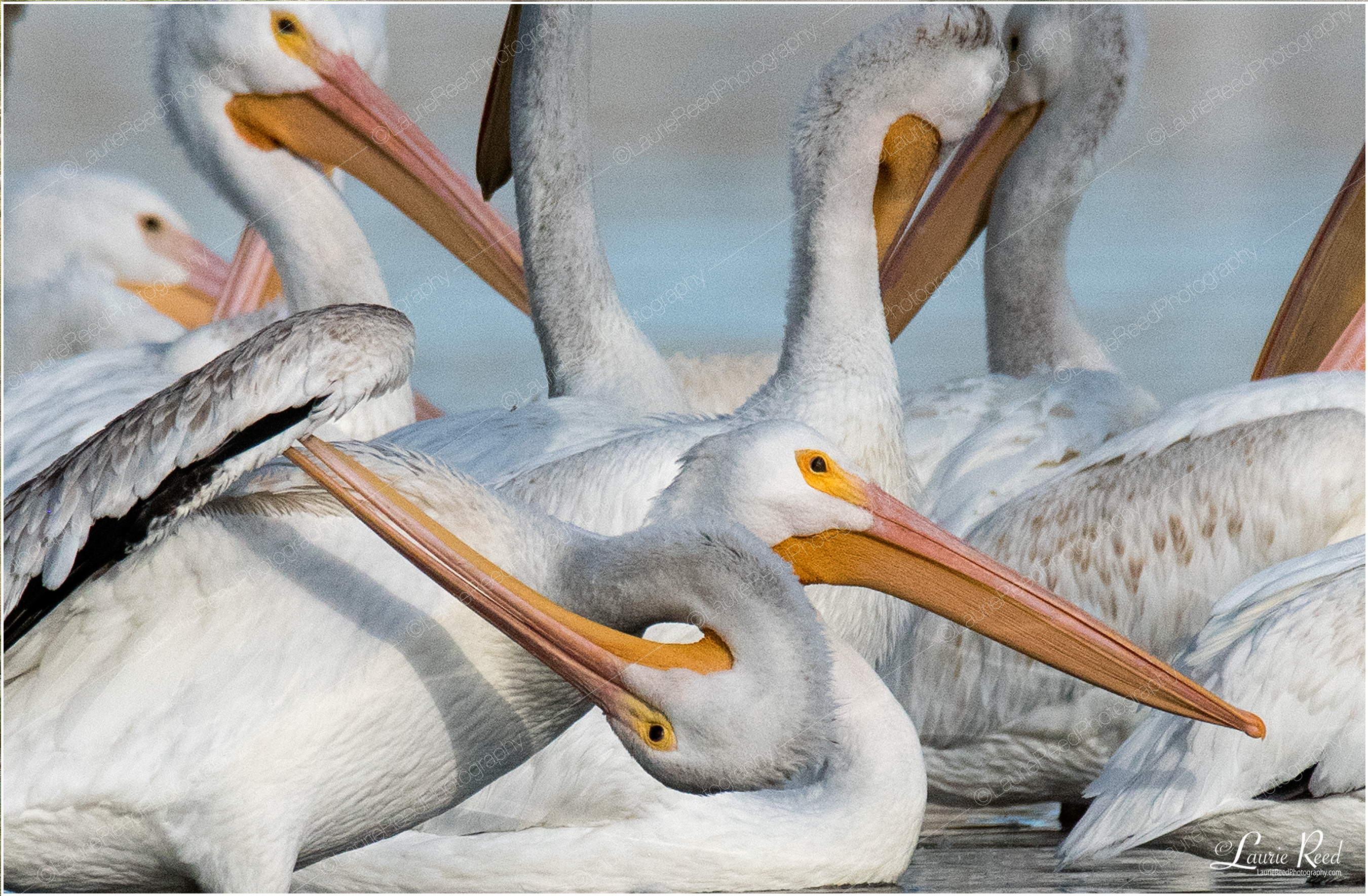 Pelican Upside Down Cake © Laurie Reed Photography
