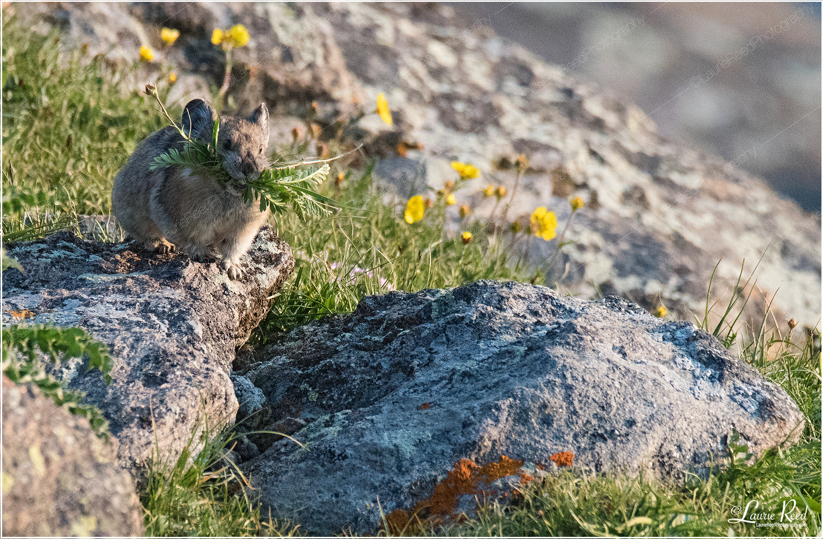 Pika © Laurie Reed Photography