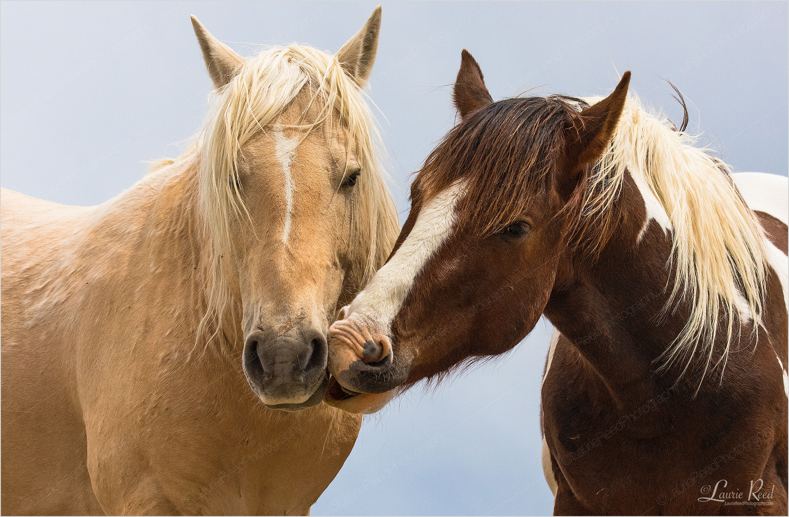 © Laurie Reed Photography