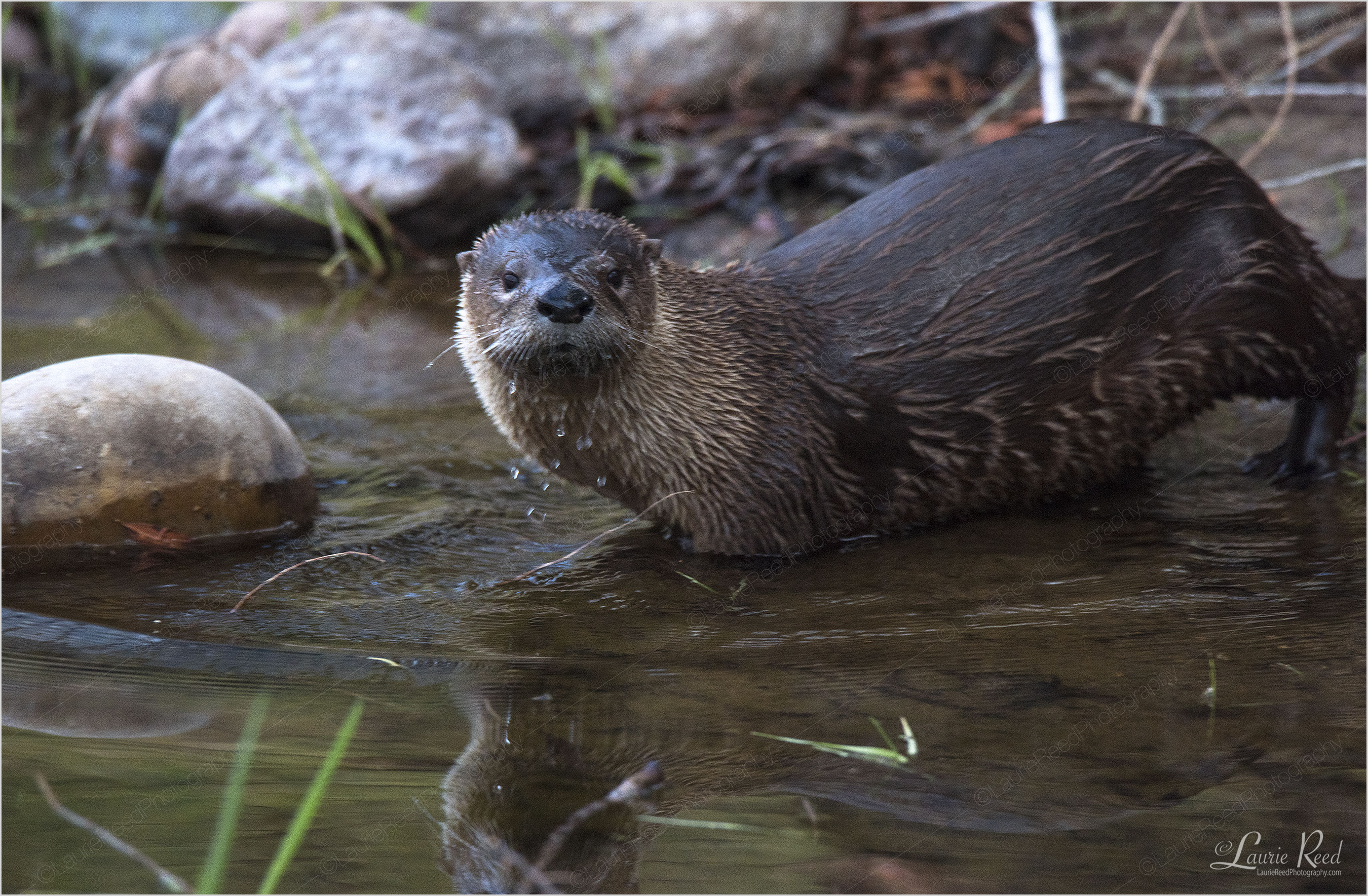 © Laurie Reed Photography