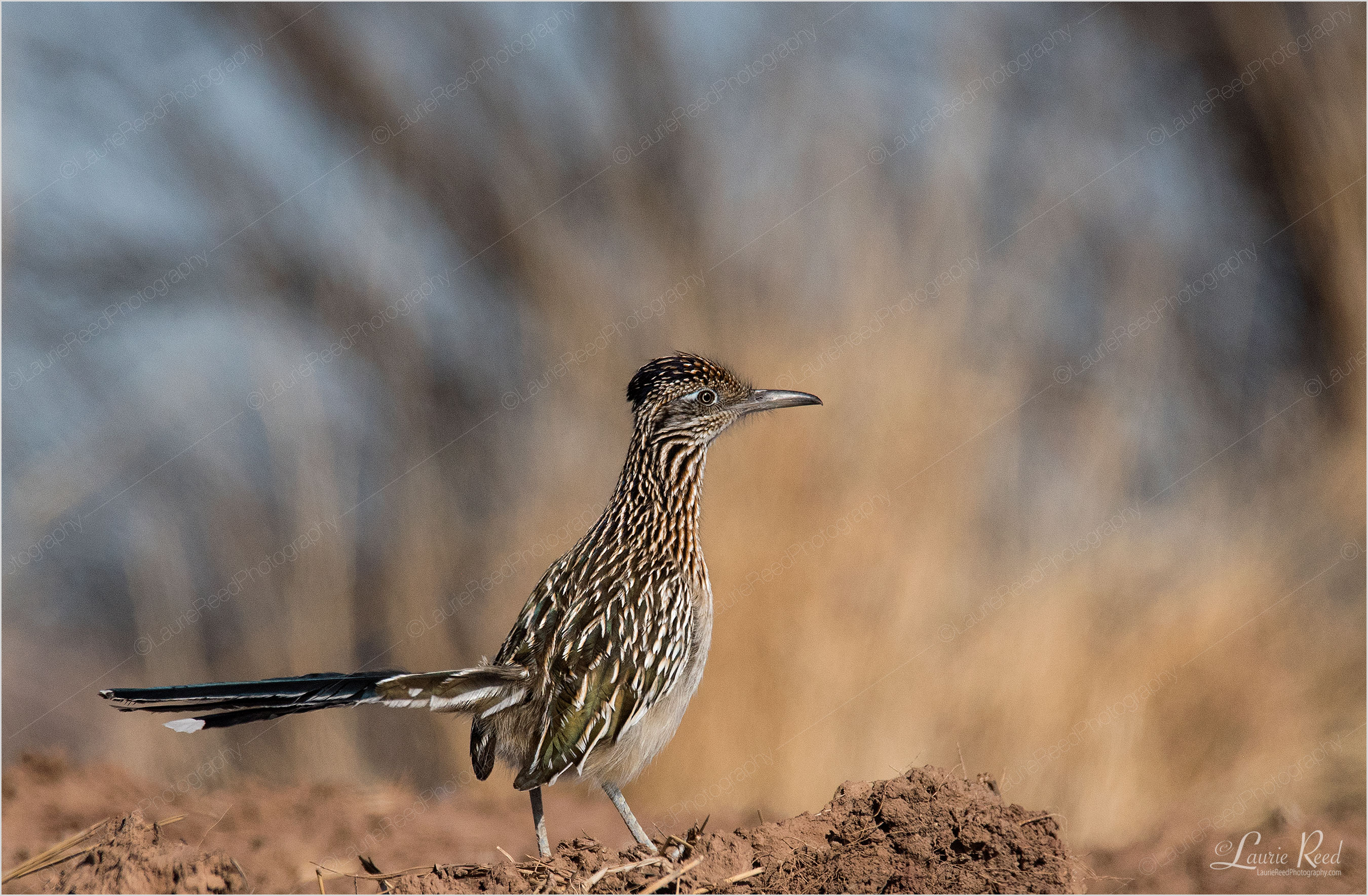 © Laurie Reed Photography