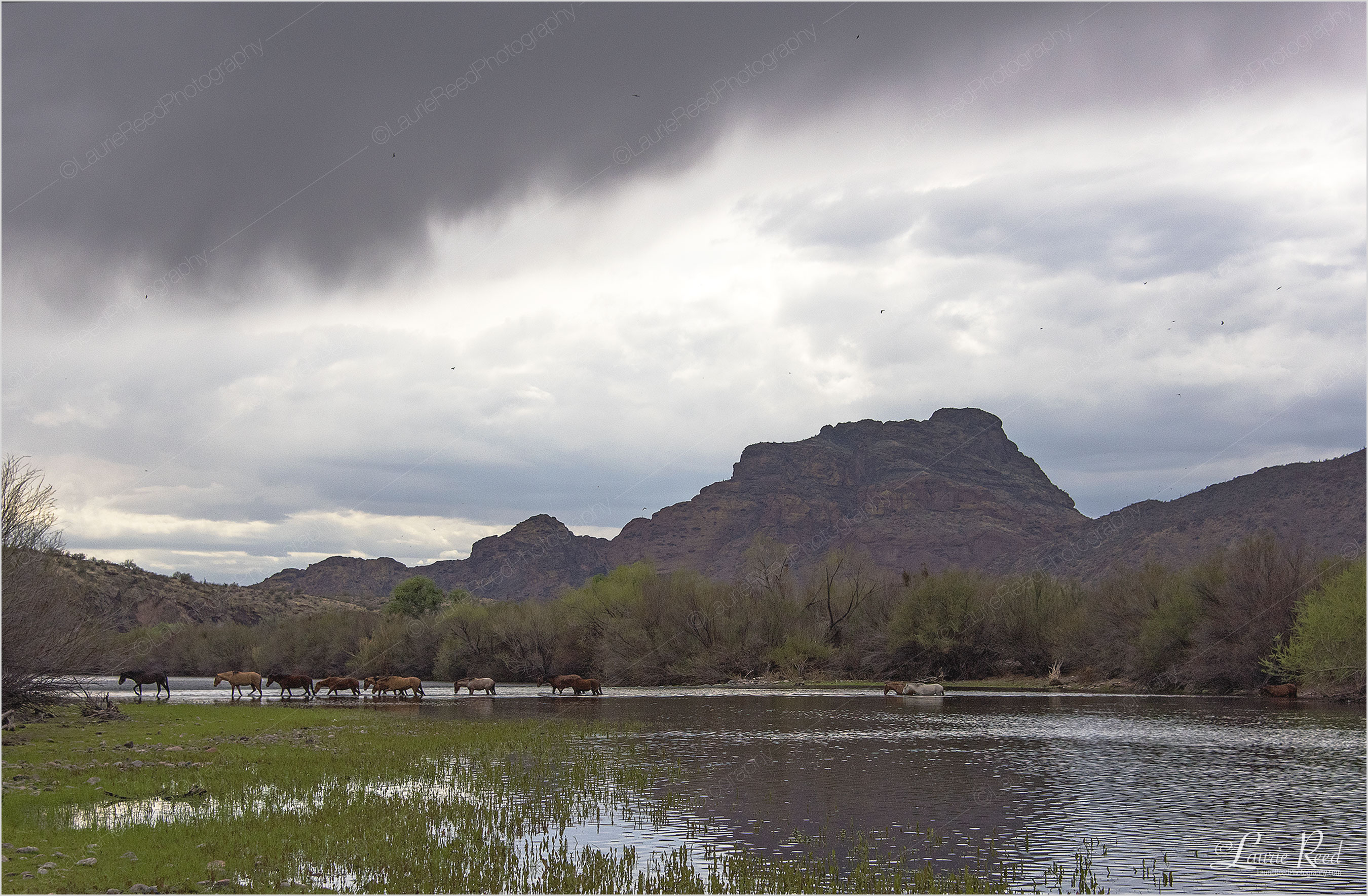 © Laurie Reed Photography