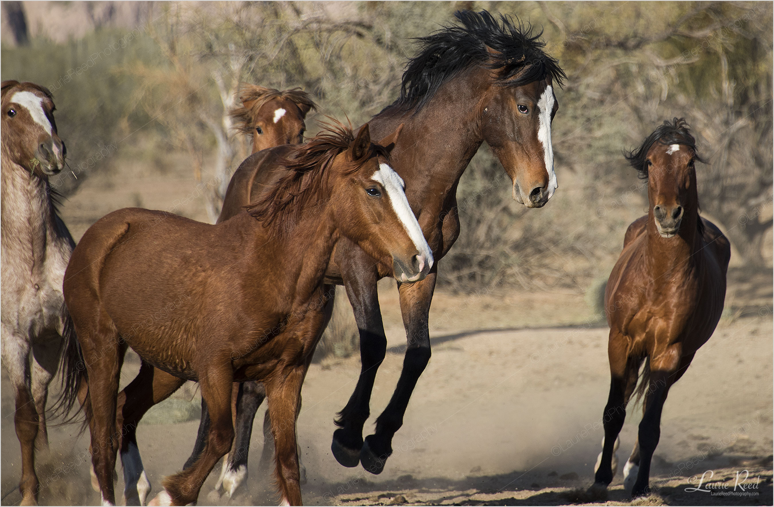 © Laurie Reed Photography
