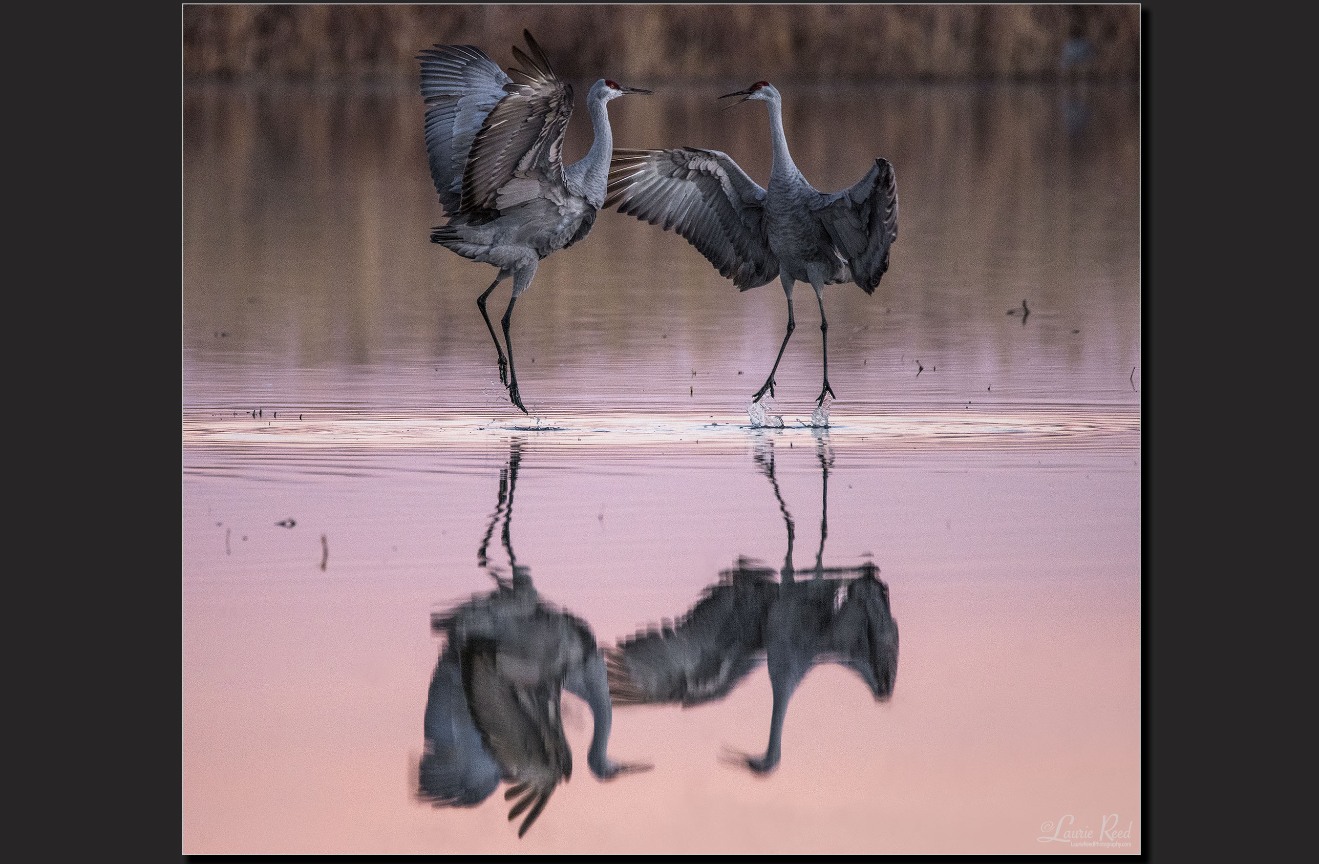 © Laurie Reed Photography