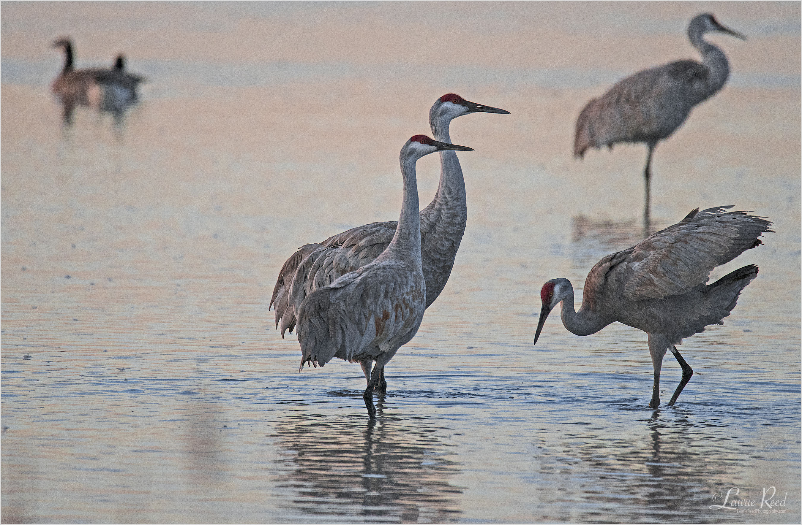 © Laurie Reed Photography