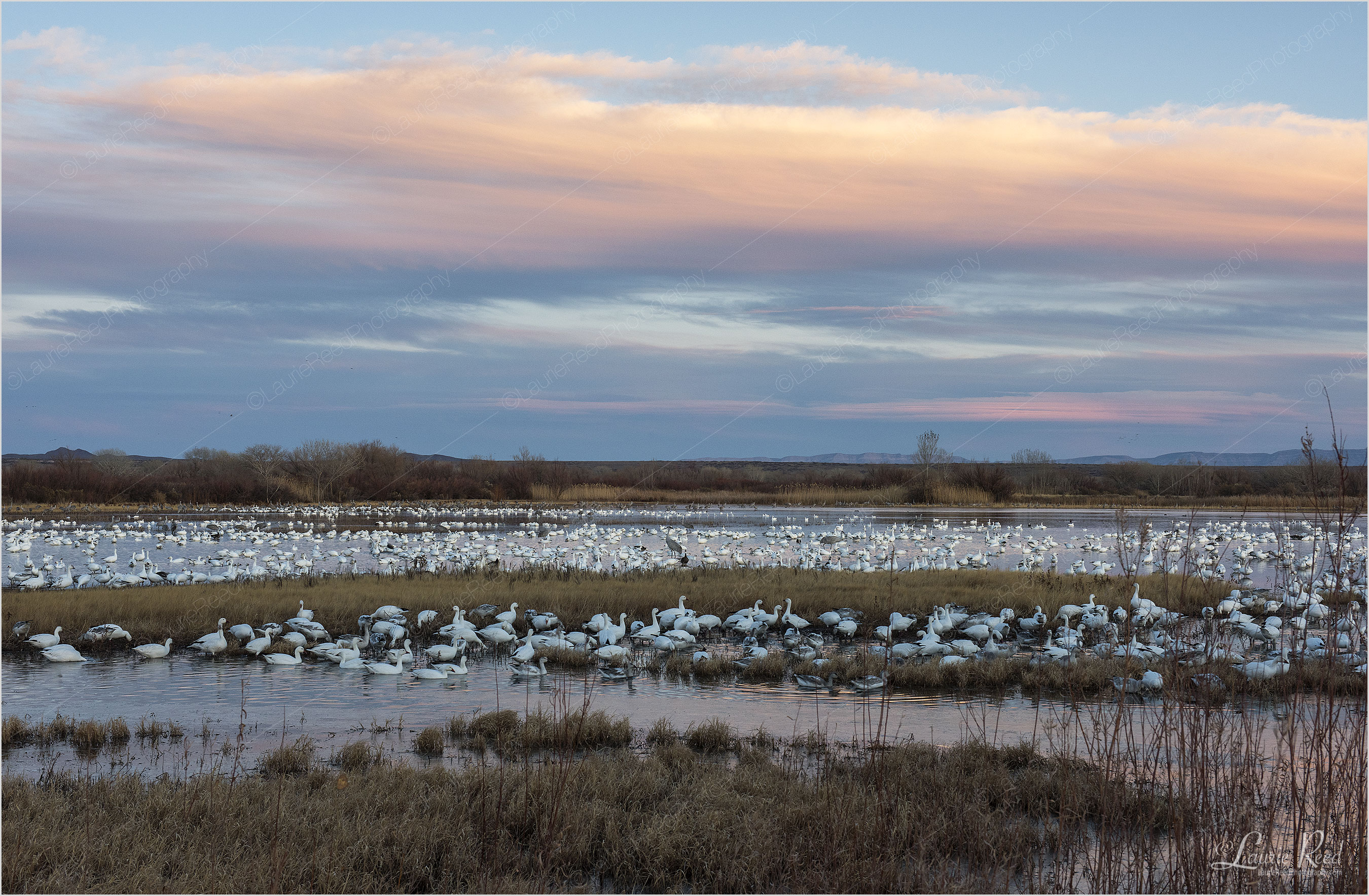 © Laurie Reed Photography