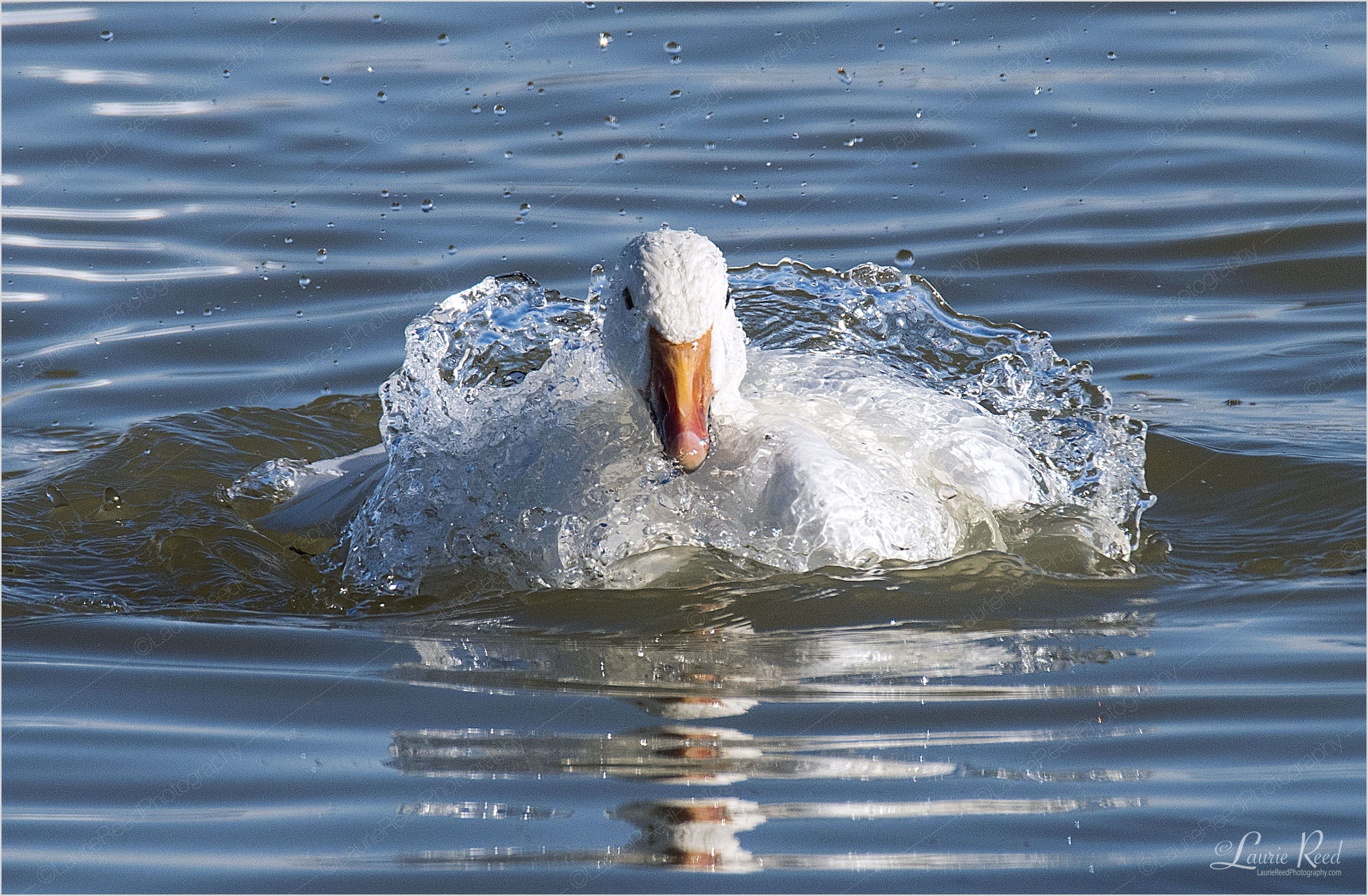 © Laurie Reed Photography