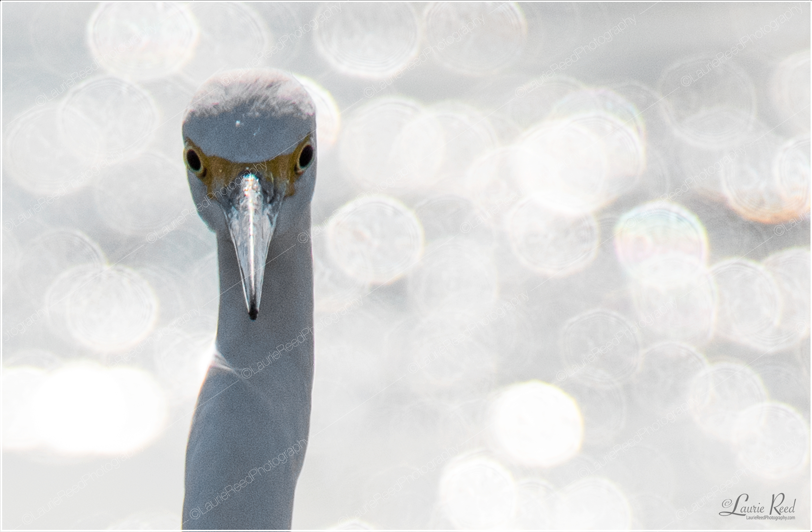 Snowy Egret Swag © Laurie Reed Photography