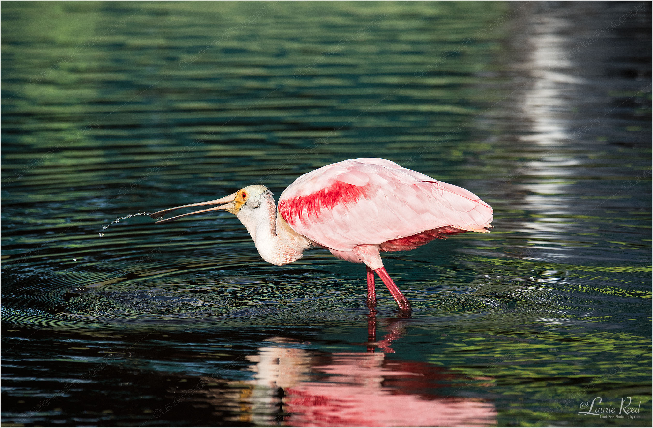 © Laurie Reed Photography