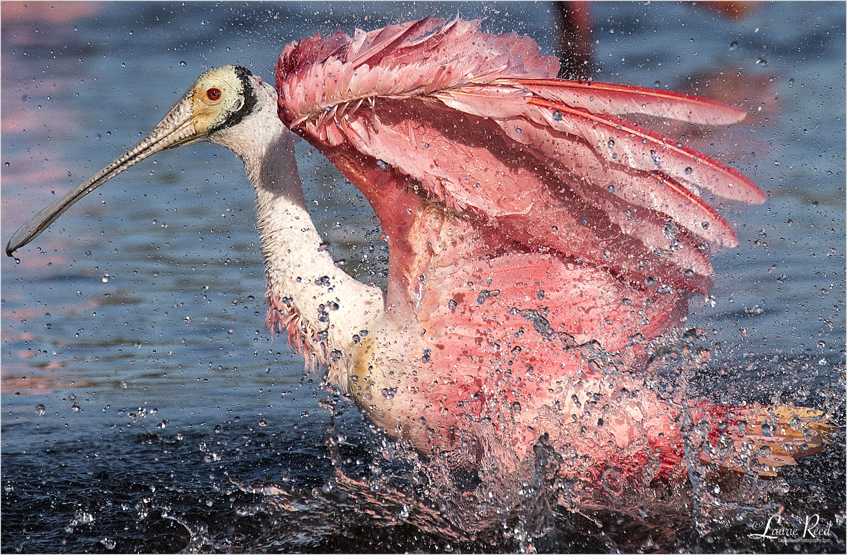 © Laurie Reed Photography