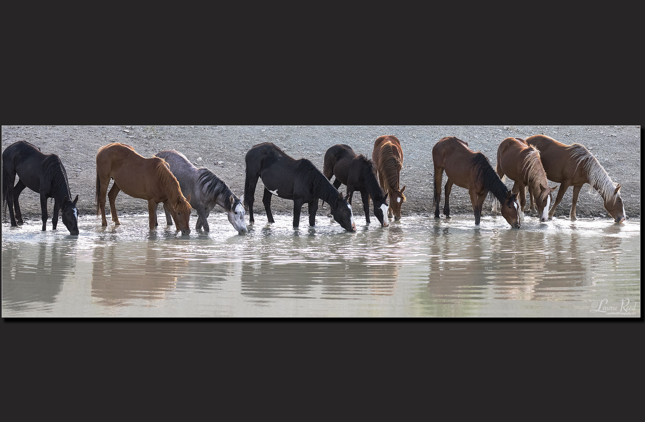 © Laurie Reed Photography