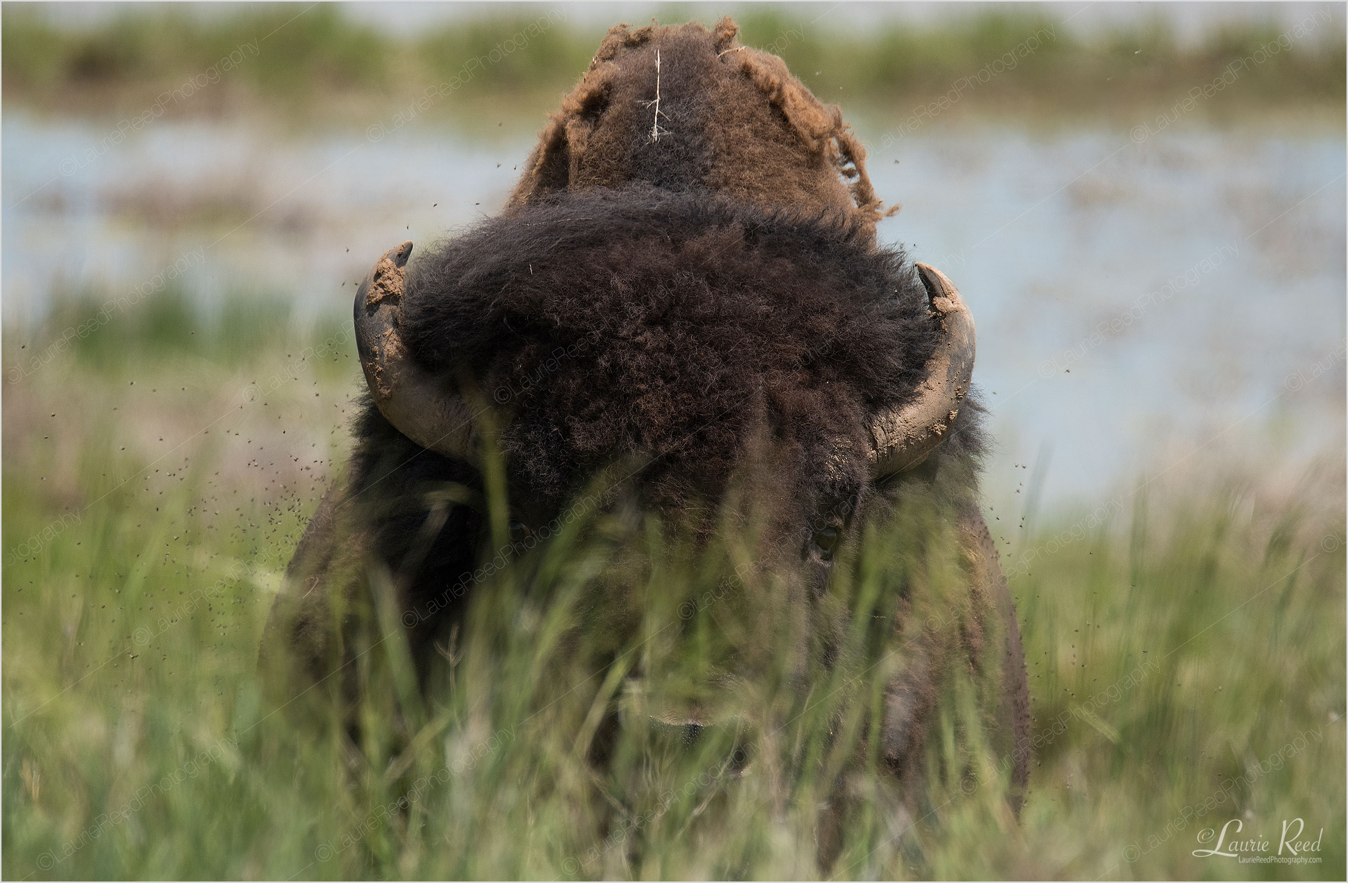 © Laurie Reed Photography