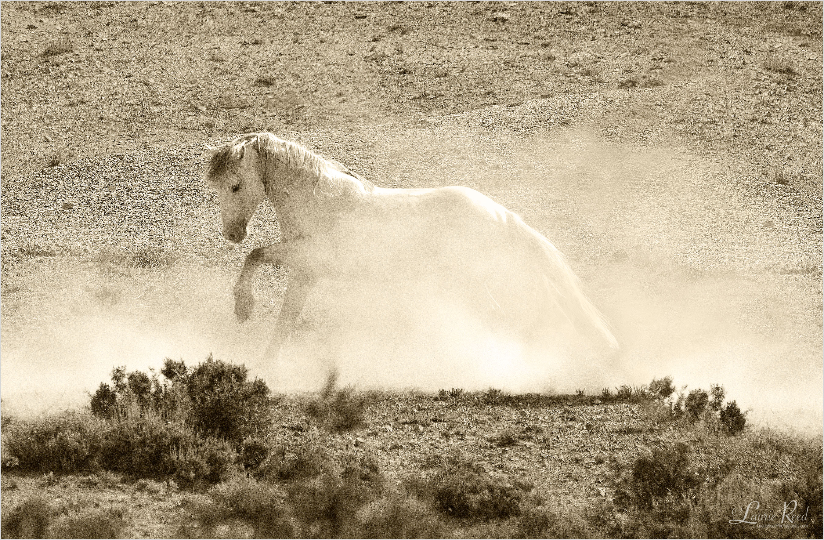 © Laurie Reed Photography