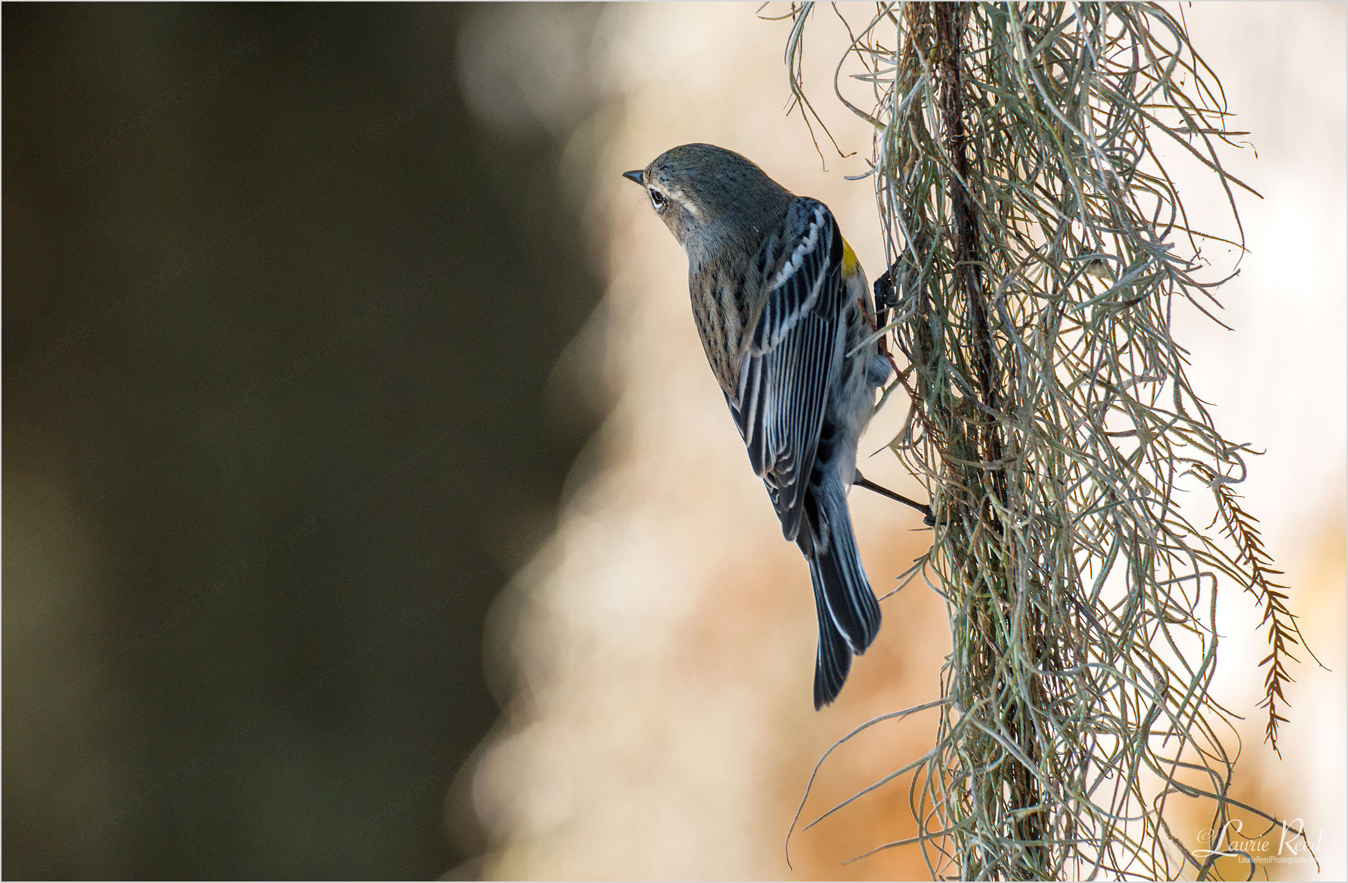 © Laurie Reed Photography