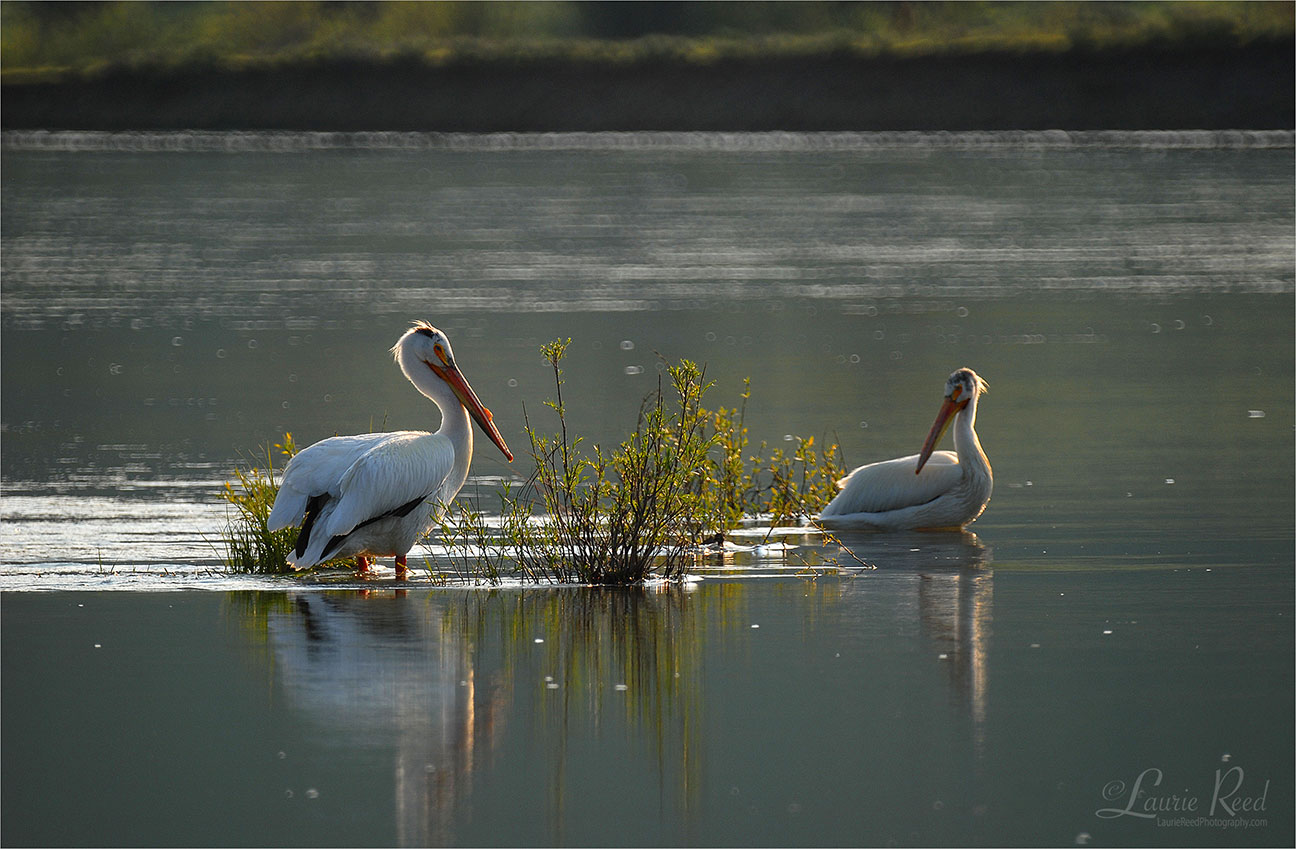 © Laurie Reed Photography