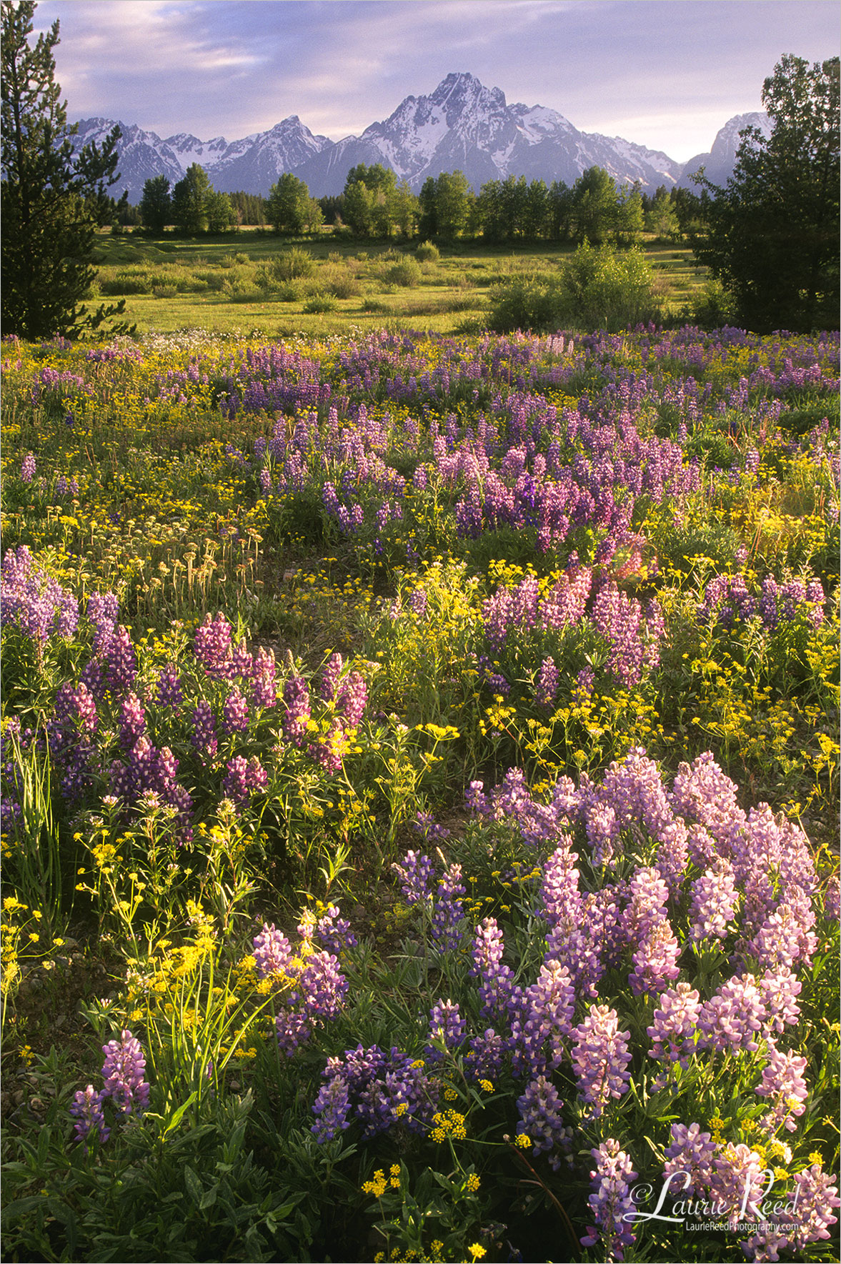 Laurie Reed Photography Portfolio - Lookbook